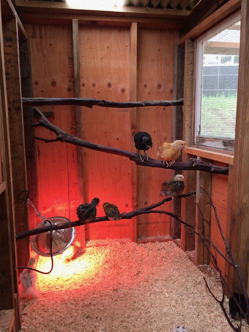 Young birds need a bit of warmth...