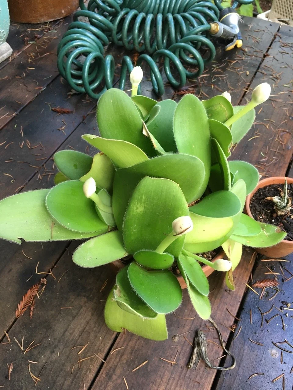 Haemanthus on the deck...