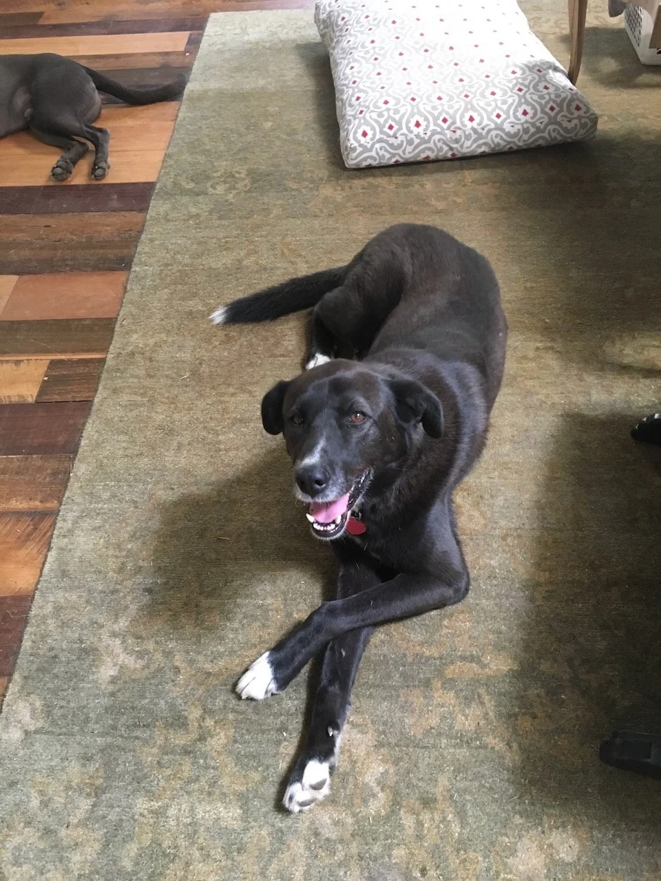 After Pluto and Steve left, I hoped to give Willa a playmate, but Tasha here was haughty, not mean, but more dominant than either Pluto or Willa, but also a lovely...