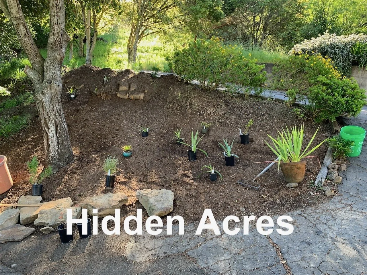 In Santa Rosa, Hidden Acres: new garden design on the side of the entry driveway.  It had been leaves and grass and weeds...