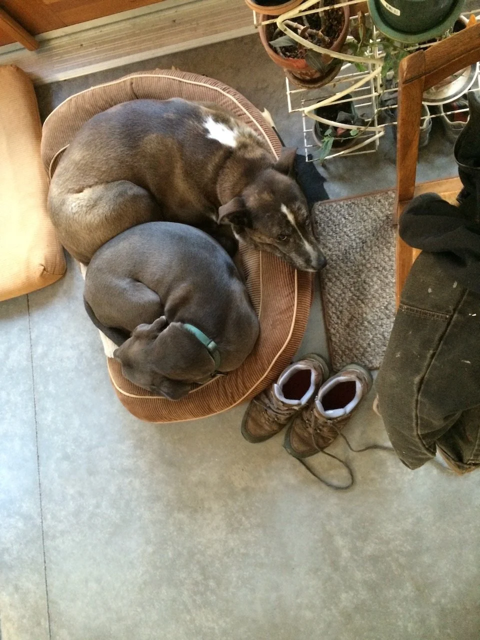 Pluto and Will stuffed into one bed...