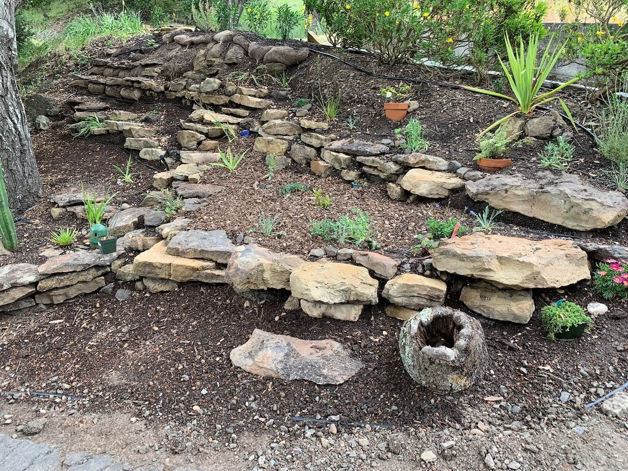 Then many trips to nurseries, and UC Botanical Garden plant sales for items that would (hopefully) thrive in the relatively shaded section...