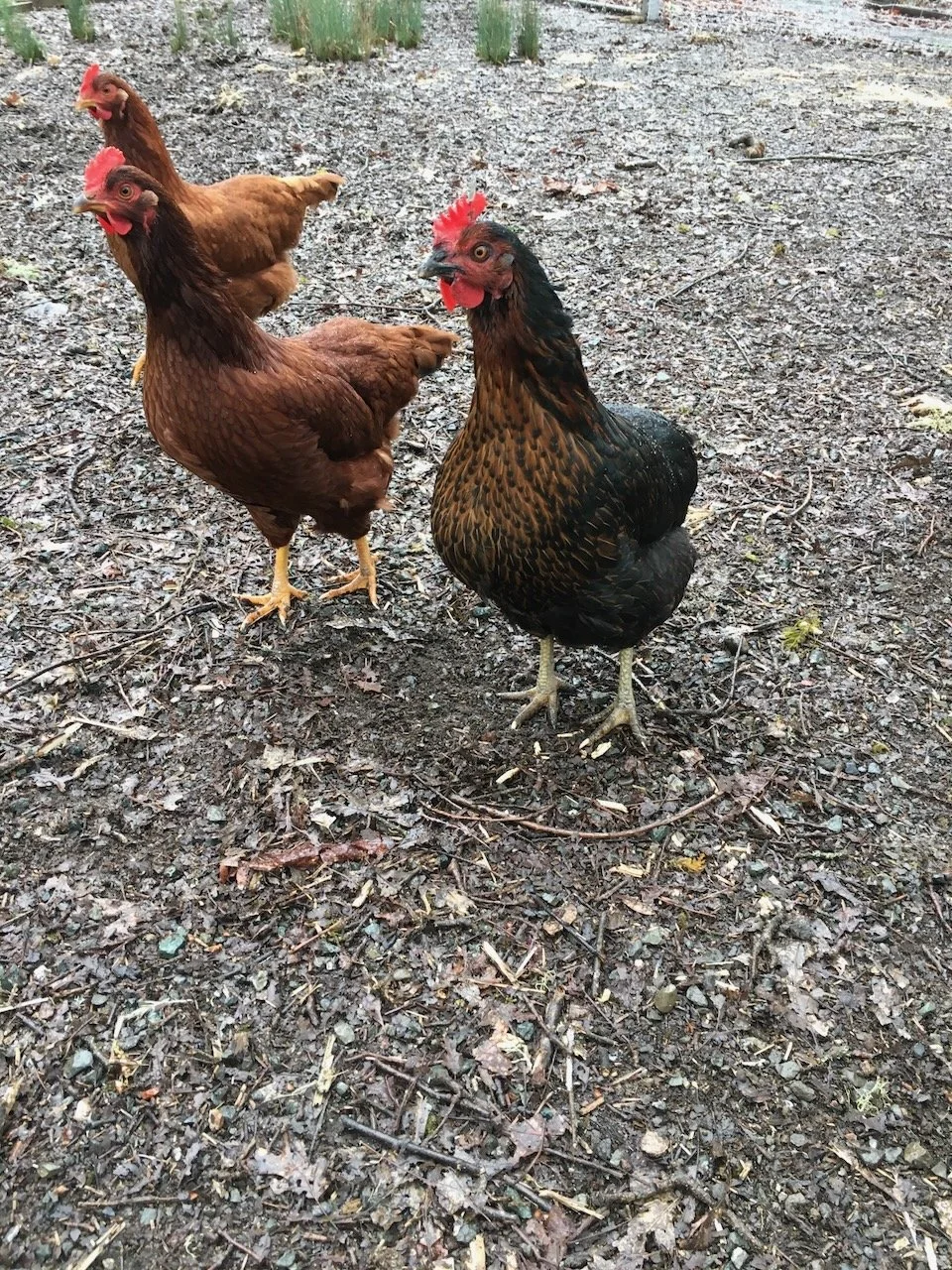 chick whats that.jpeg
