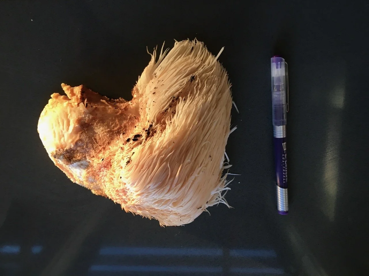 Lion's Mane mushroom. found on site by my neighbor, who'd already eaten some, so I was comfortable cooking it up...