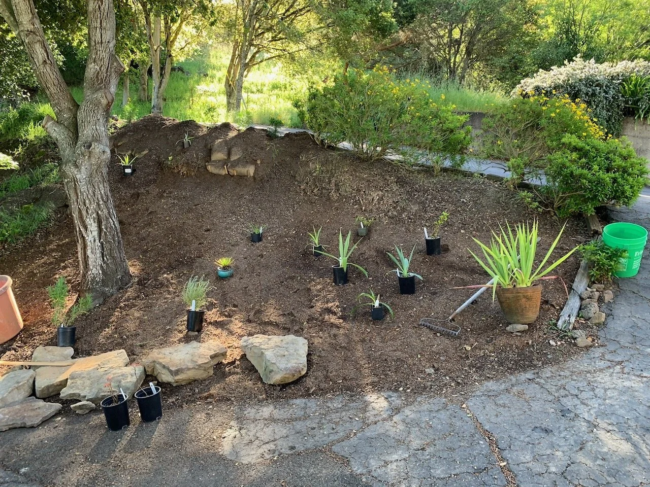 In Santa Rosa, Hidden Acres: new garden design on the side of the entry driveway.  It had been leaves and grass and weeds...