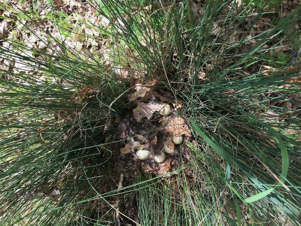 The duck was prolific. here I counted 20 eggs!...
