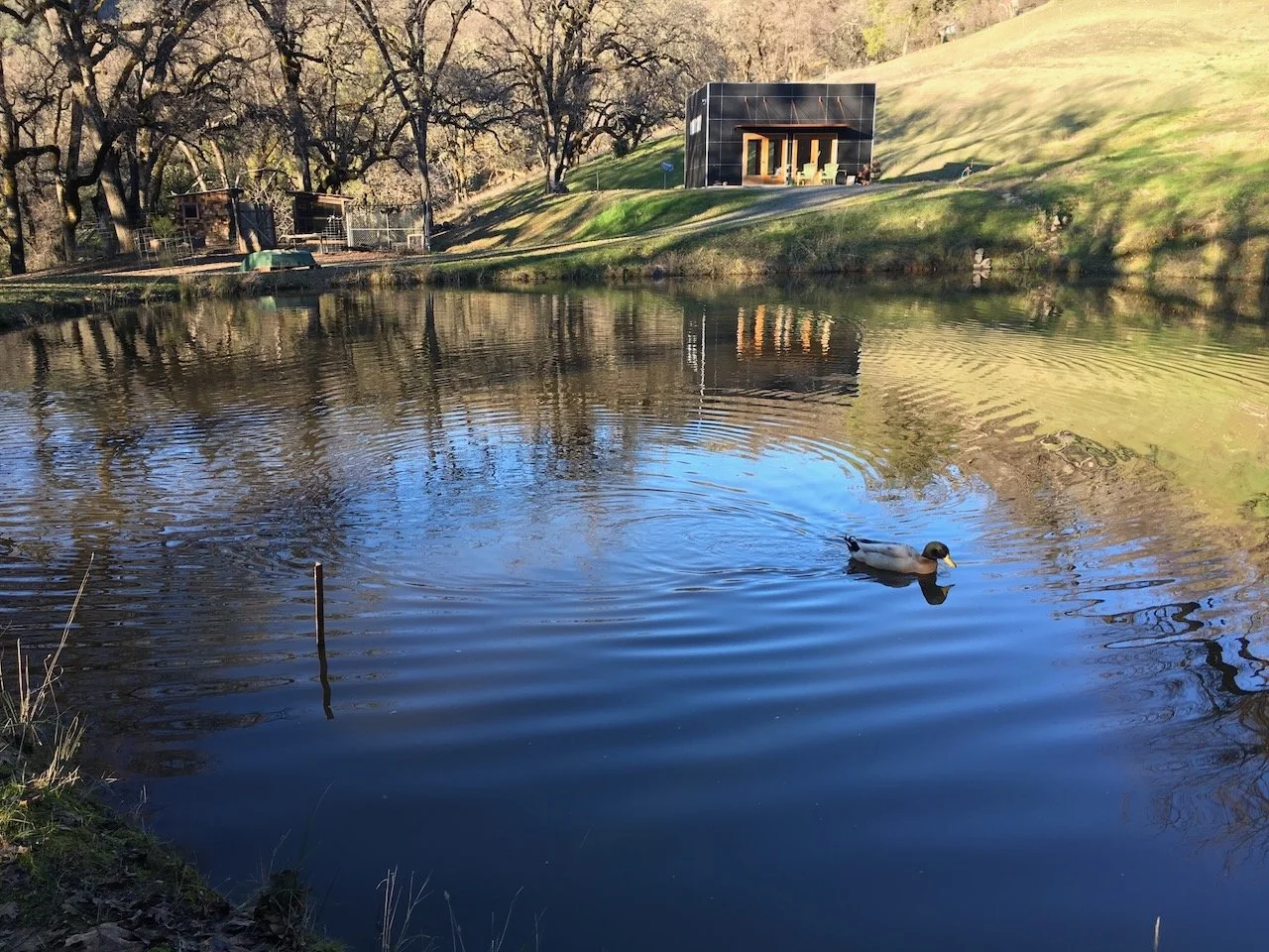 Duck. pond. studio...