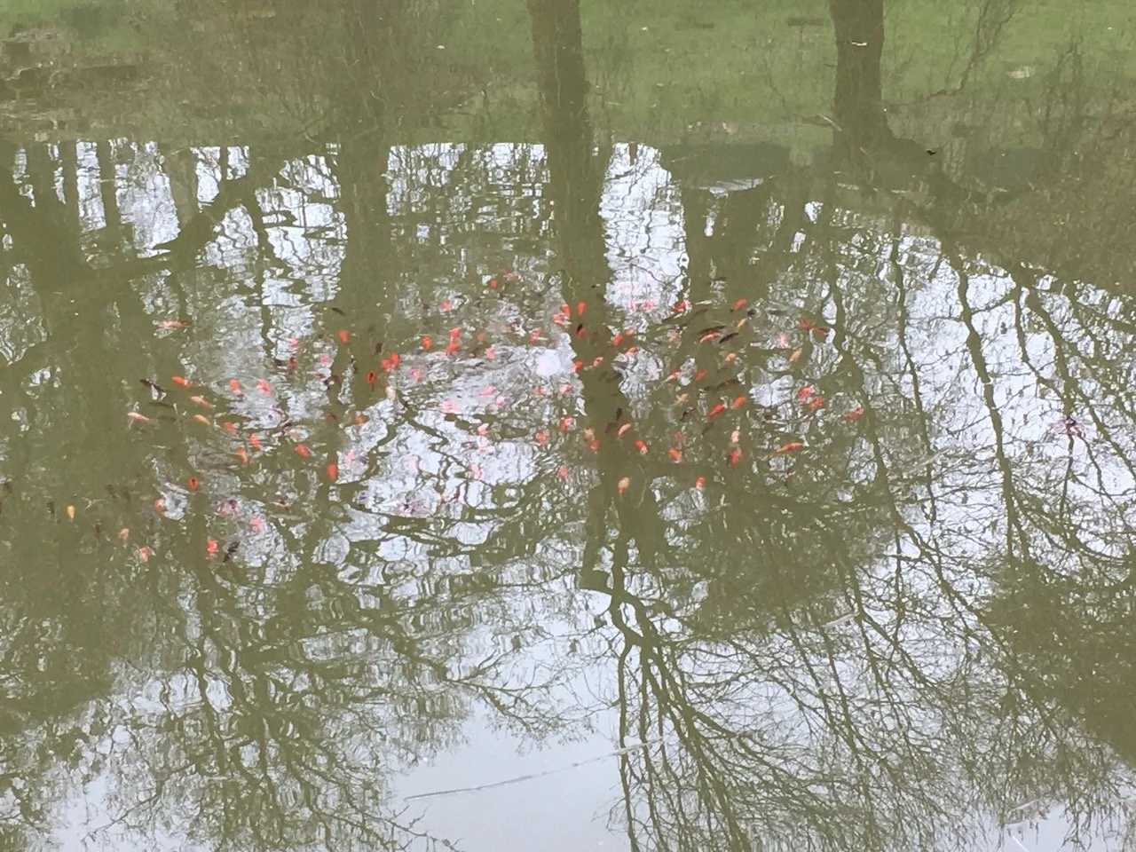 ...and eventually - MANY fish...