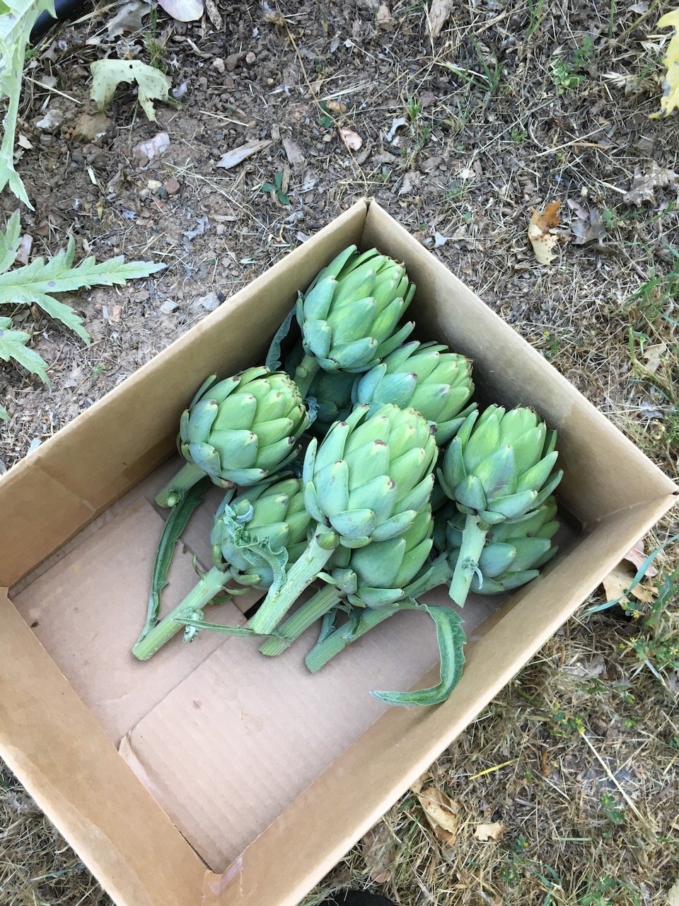 The previous owners had a huge patch of artichokes, love 'em...