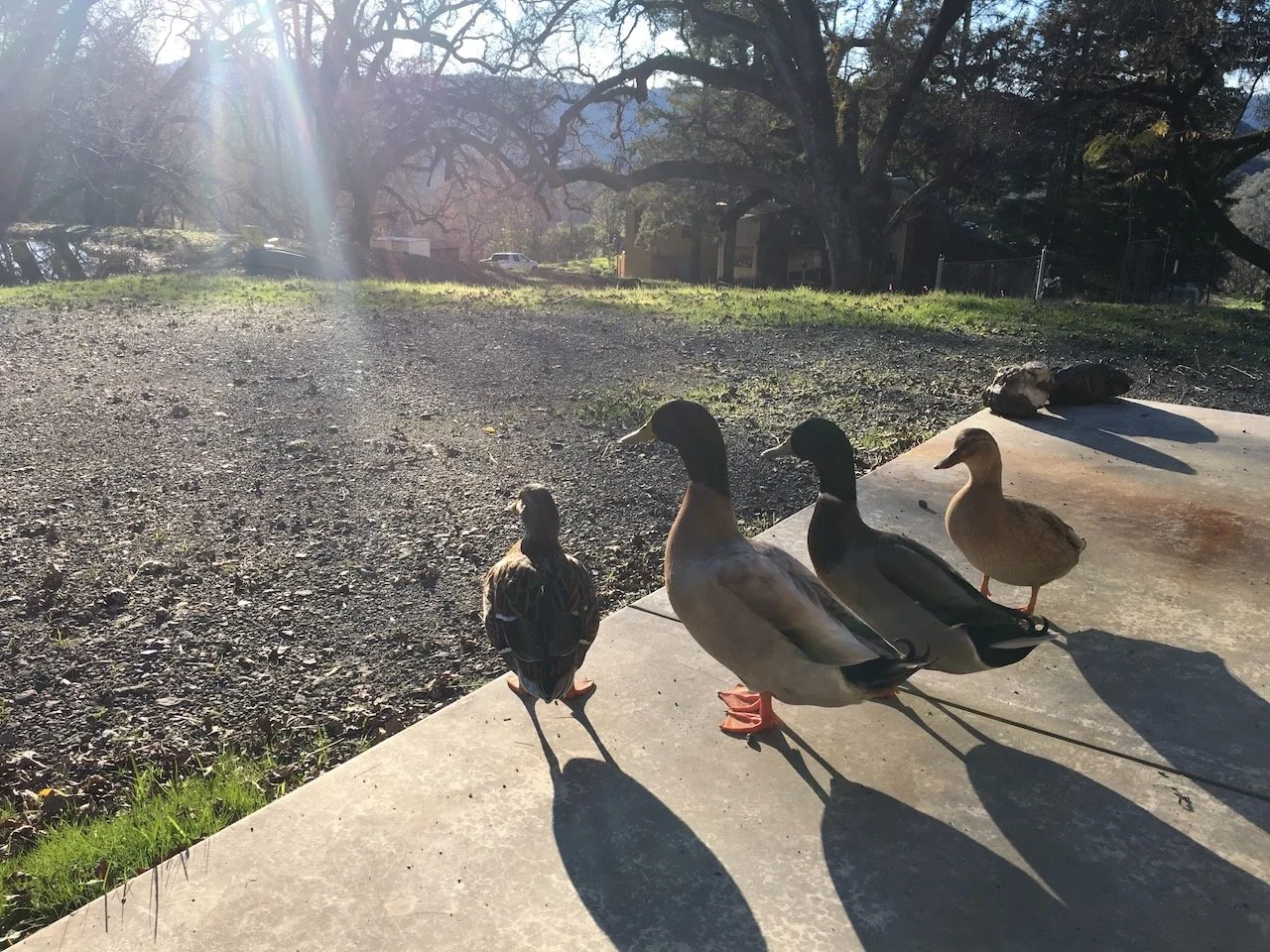 Ducks visiting the entrance, they'd come right in if you let them...
