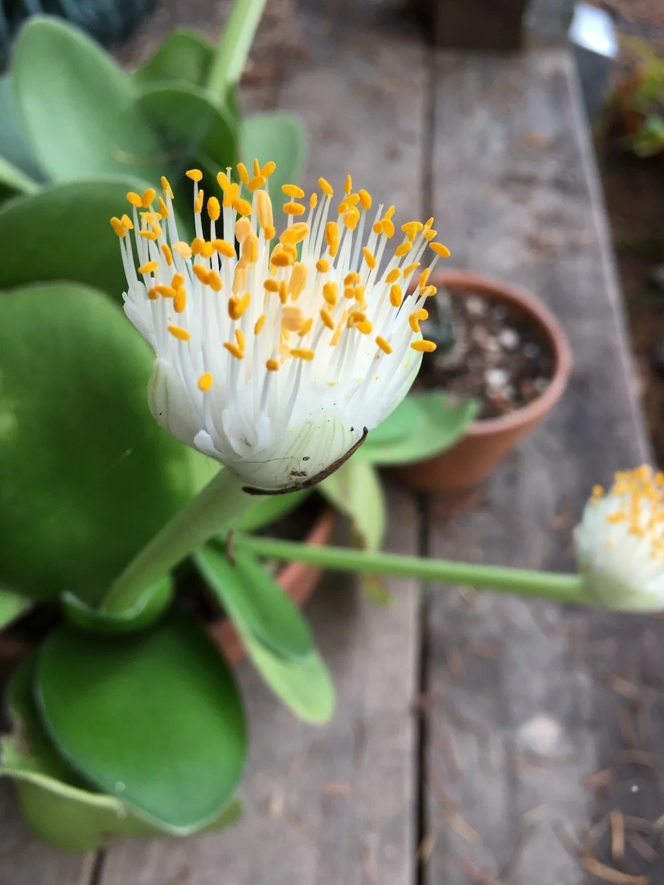 Haemanthus bloom...