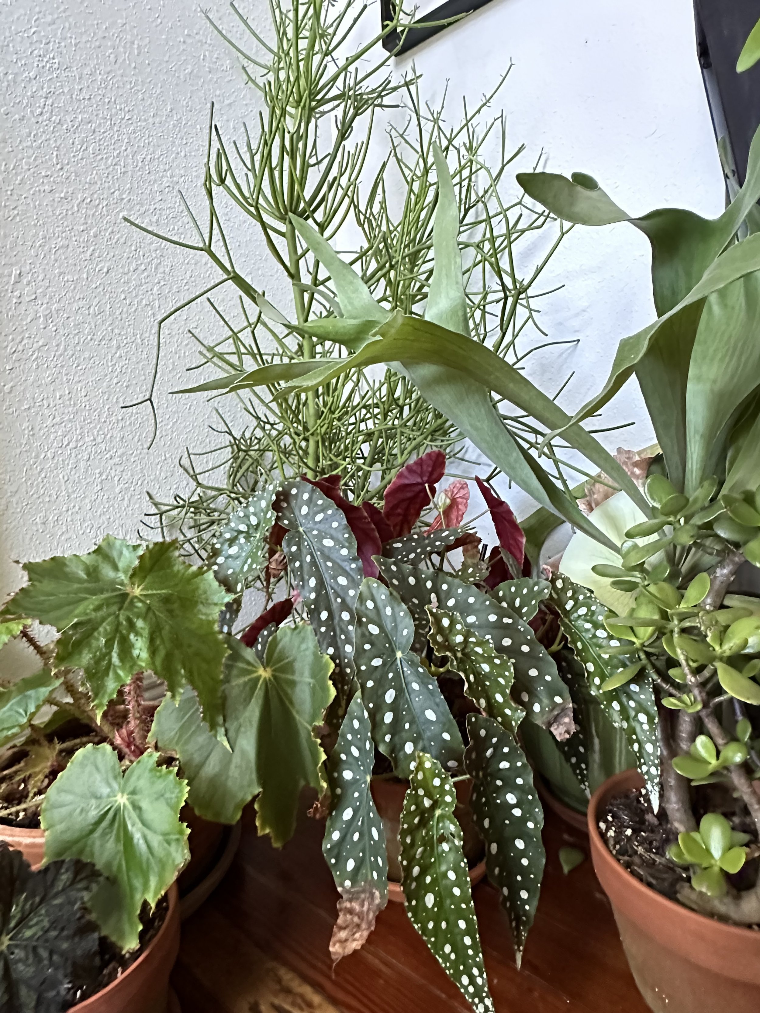 House Plant Sourcing