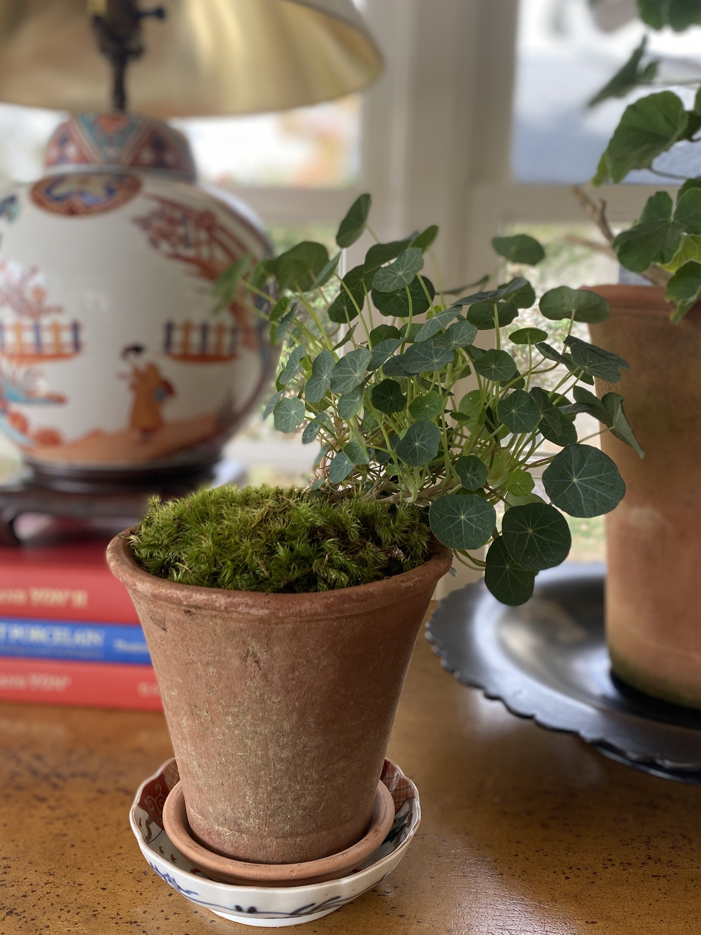 Interior Plantscaping Consultation