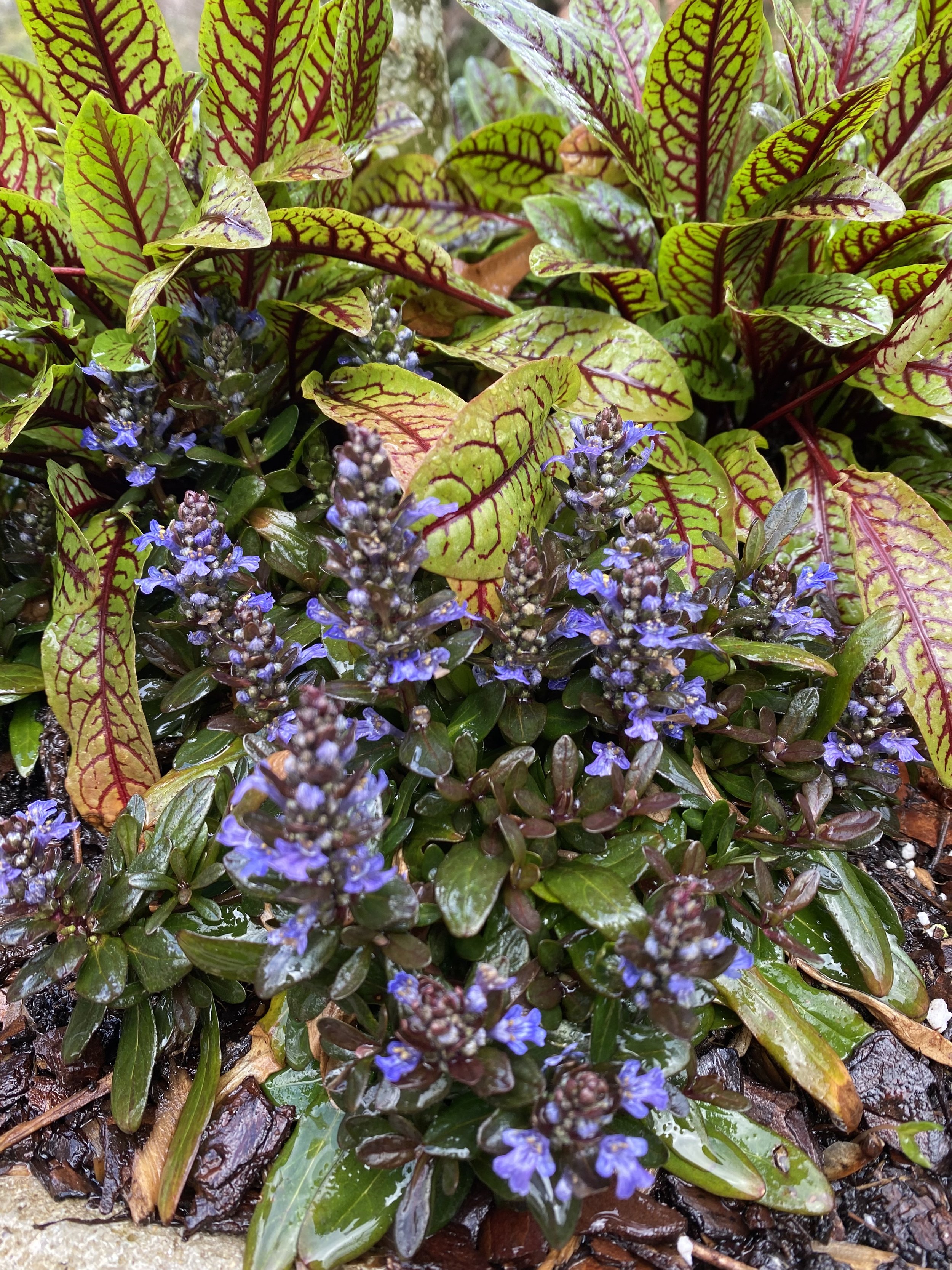 Ajuga and Sorrel.jpg