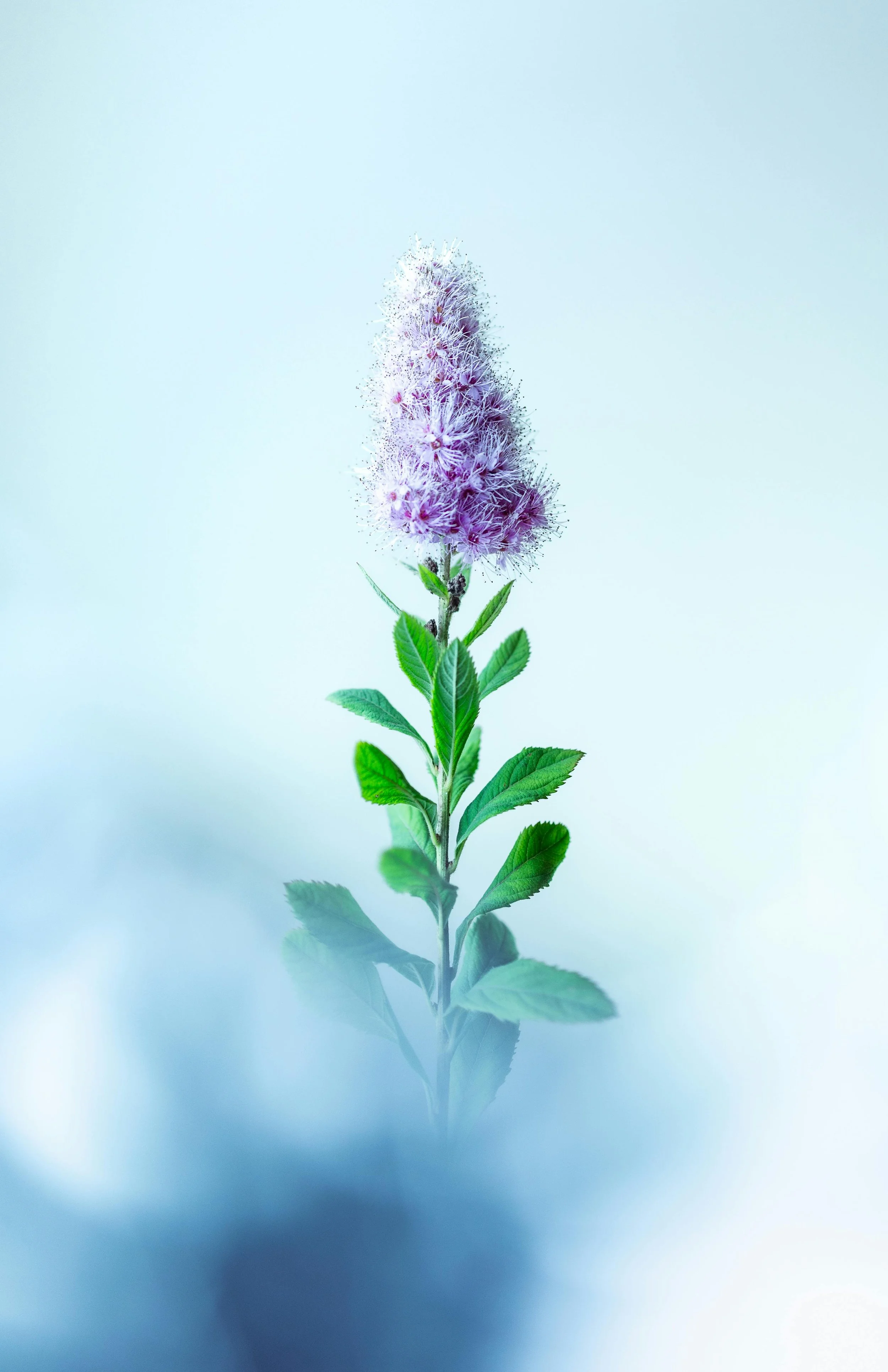 A tall pink flower with fluffy, spiky petals and green leaves on a single stem reflected on a glossy surface.