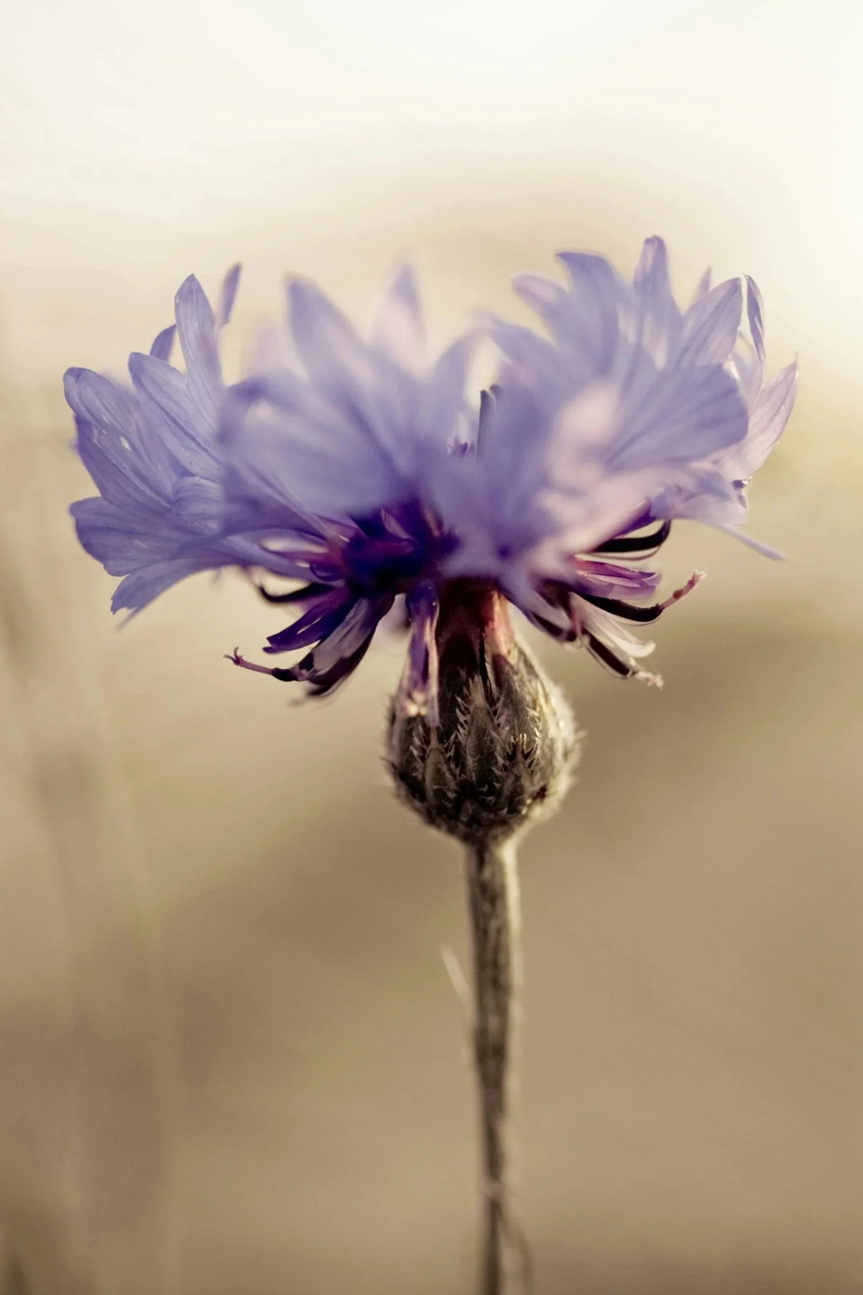 A close-up of a purple cornflower blossom with a soft beige background.