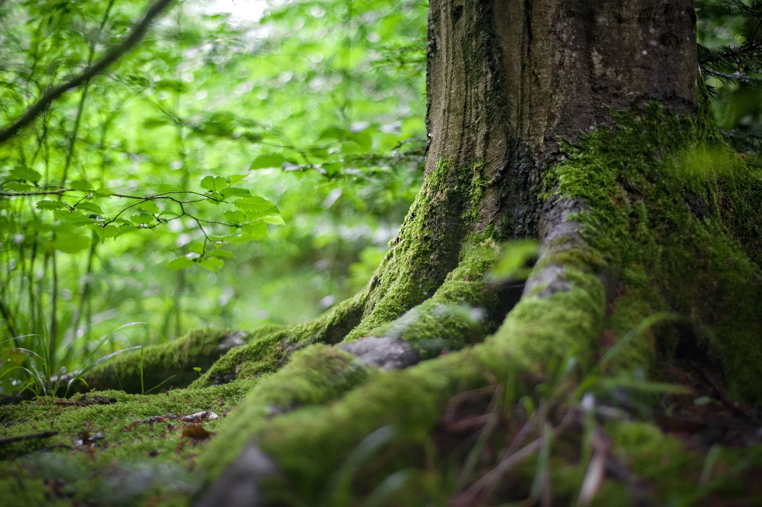 Close-up of moss-covered tree roots and base of a tree in a lush green forest.