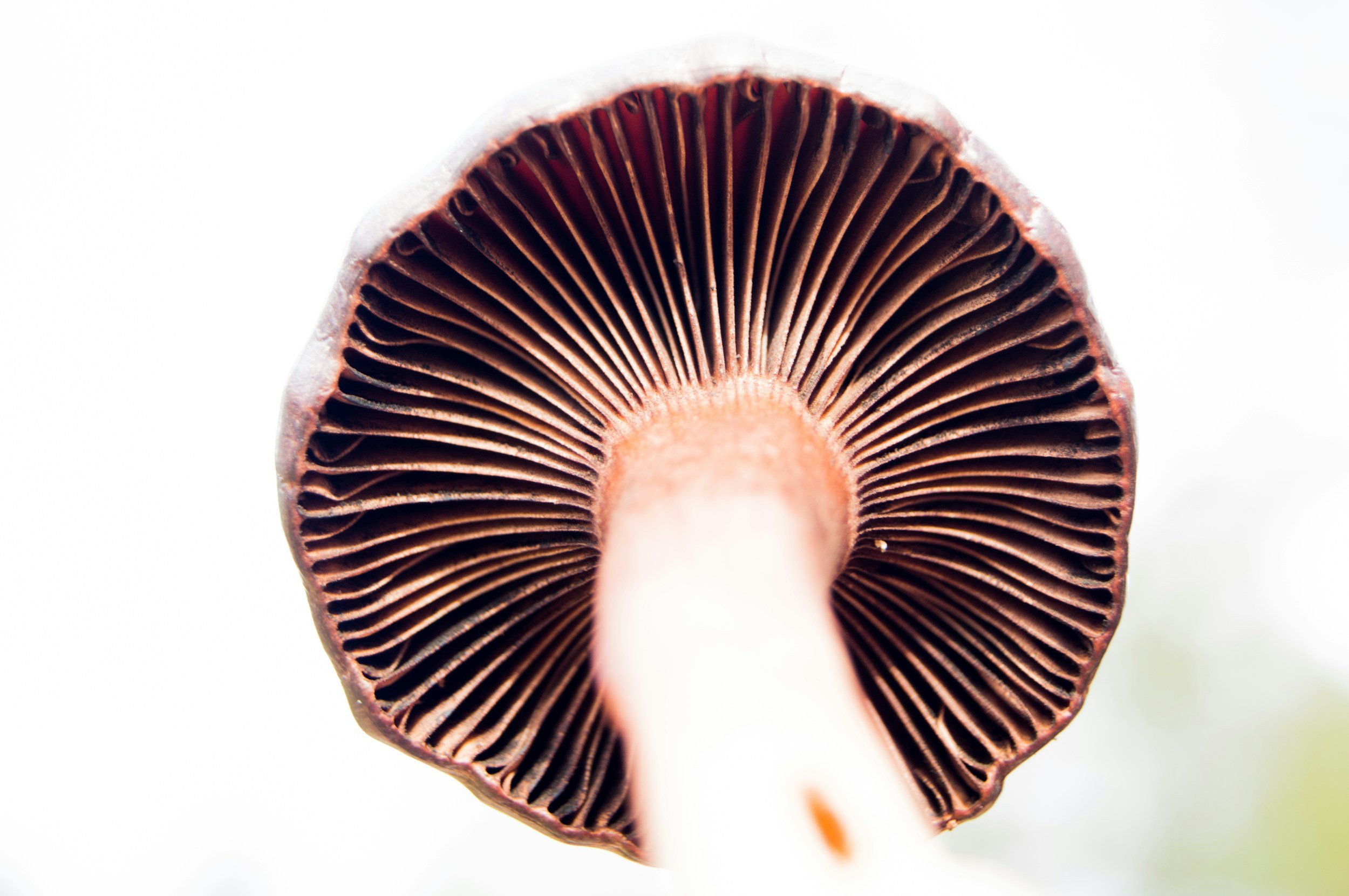 Microdosing for Stress Relief: A Natural Way to Calm Your Mind