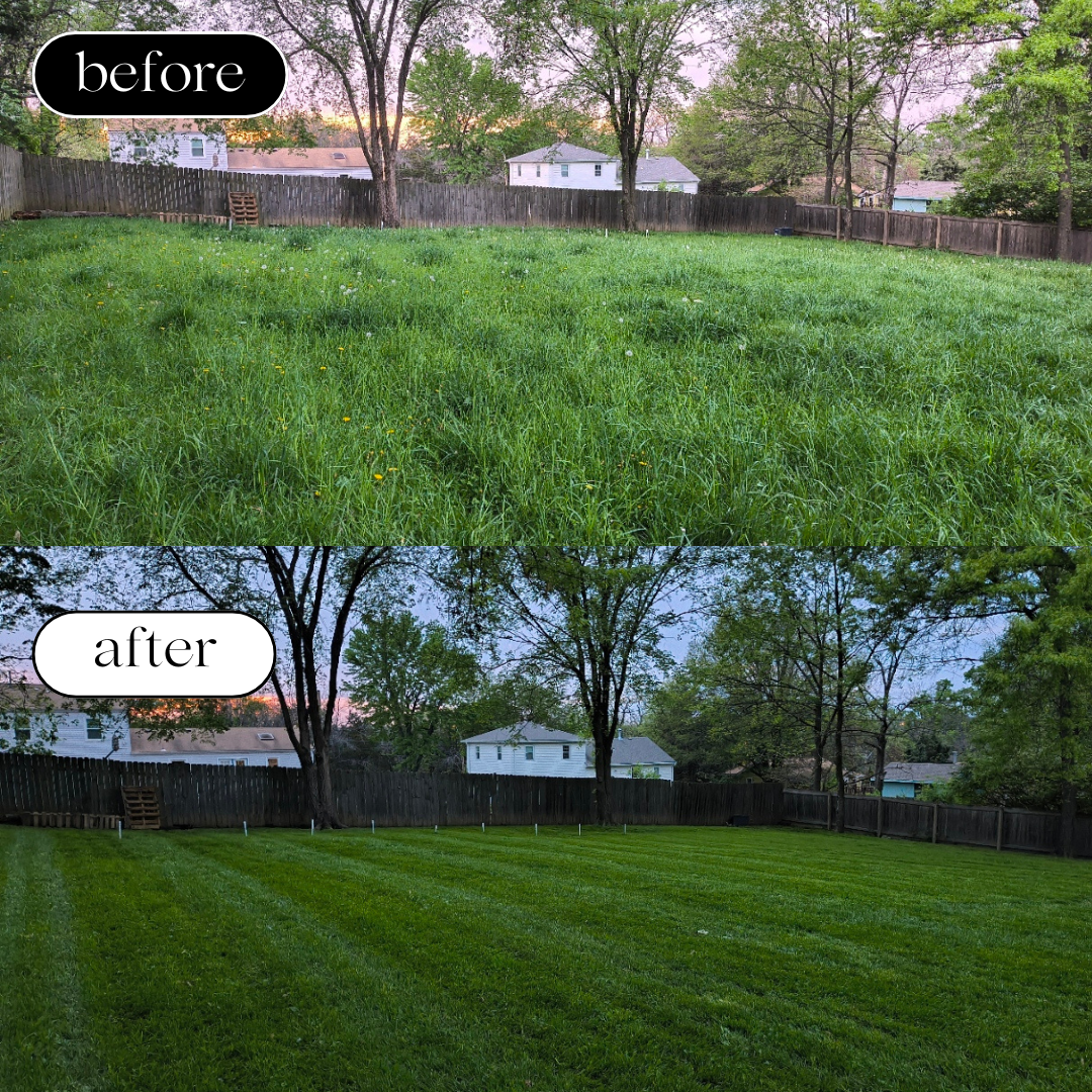 Comparison of a backyard before and after lawn renovation. The "before" image shows tall, uneven grass with weeds, while the "after" image displays a freshly mowed, lush green, well-maintained lawn with visible mowing lines. The backyard is enclosed 