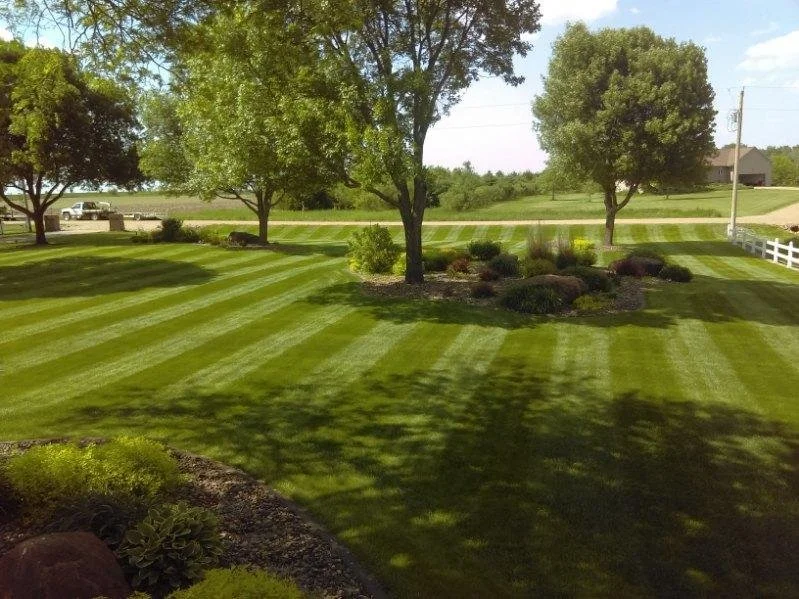 Well-maintained lawn with alternating light and dark green stripes, a central tree, and other trees and bushes in the background, in a suburban yard with a white fence and a house nearby.