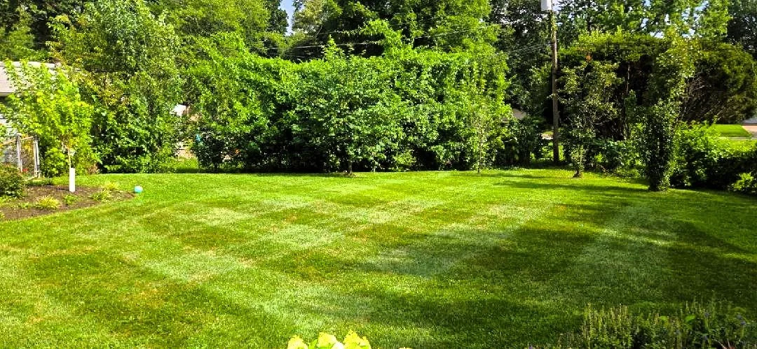 A lush green backyard with well-maintained grass and various trees and bushes surrounding the yard, sunny weather, and clear sky.