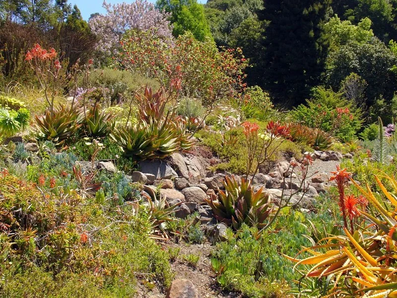 berkeley_botanical_garden_original.jpg