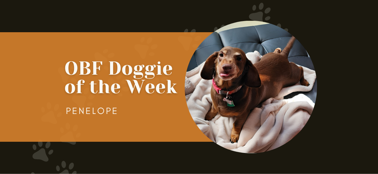 Meet Our Doggie of the Week: Penelope