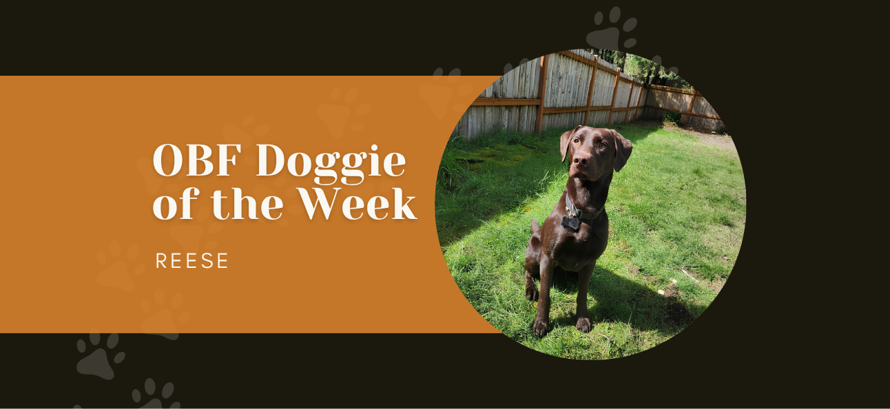 Meet Our Doggie of the Week: Reese
