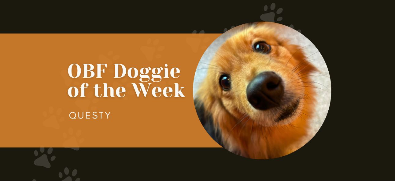 Meet Our Doggie of the Week: Questy