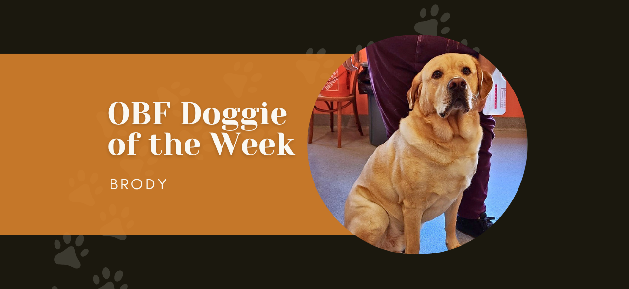 Meet Our Doggie of the Week: Brody