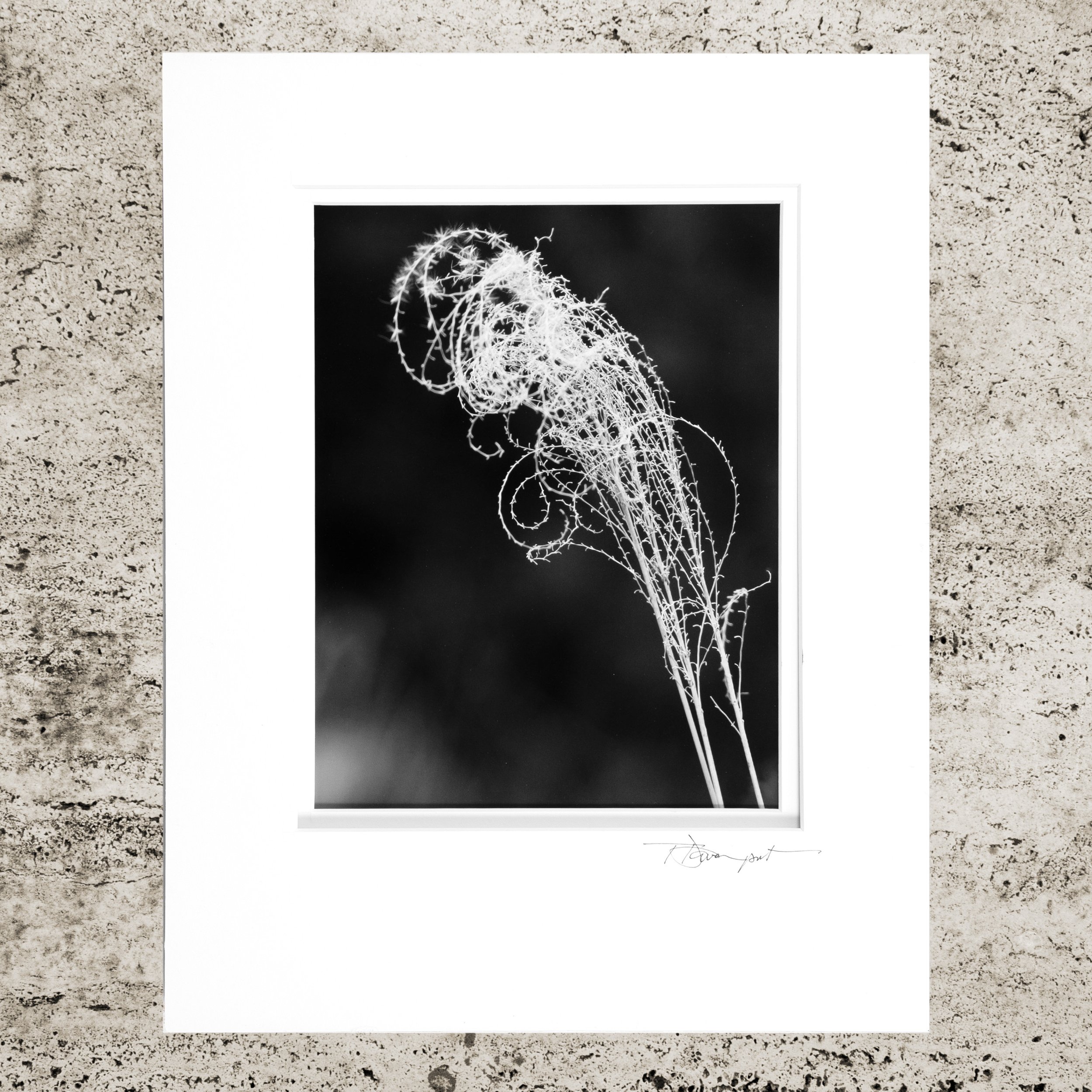 HumbleBowingBWWhtDblMat11x14.jpg