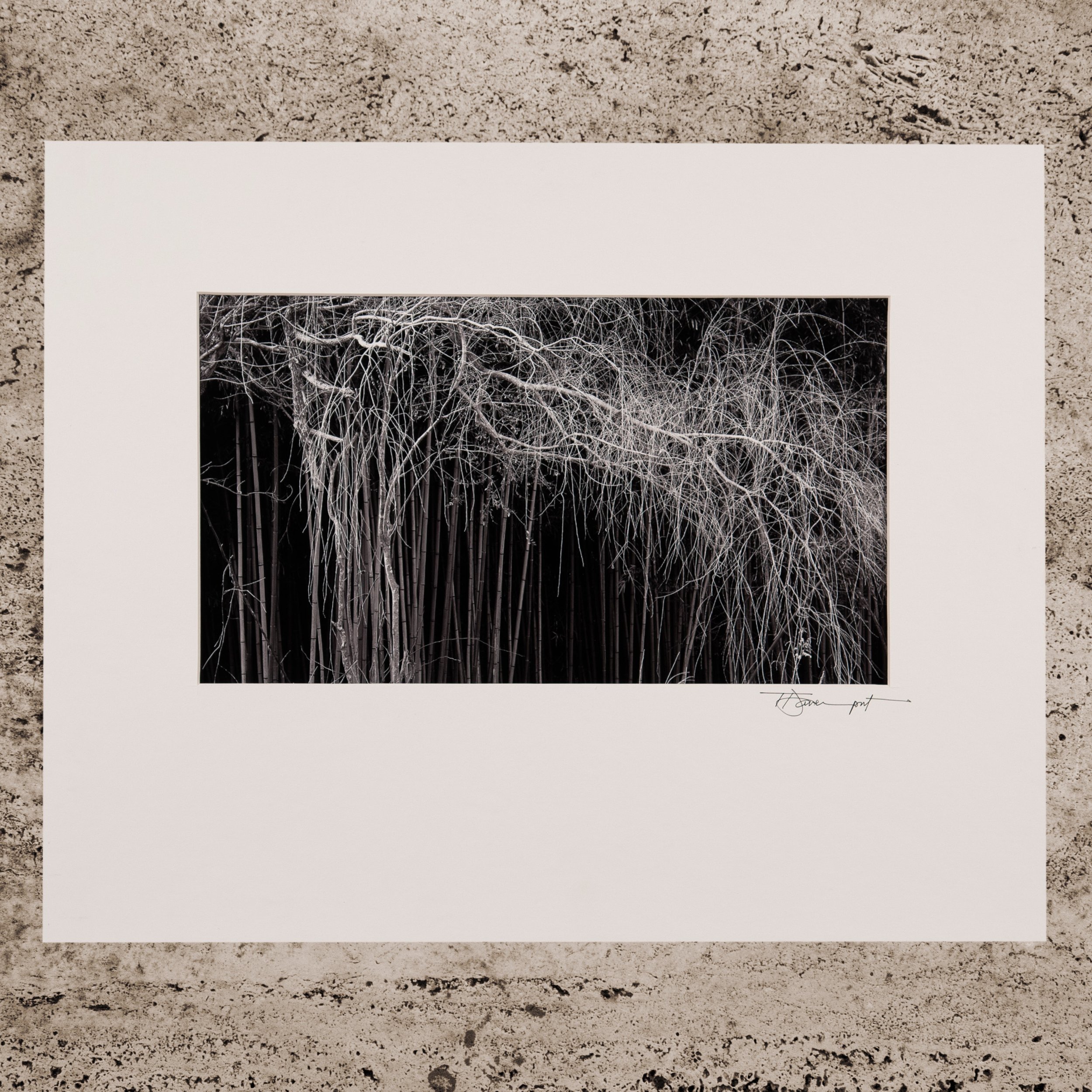 TanglewoodBWWhtMat16x20.jpg