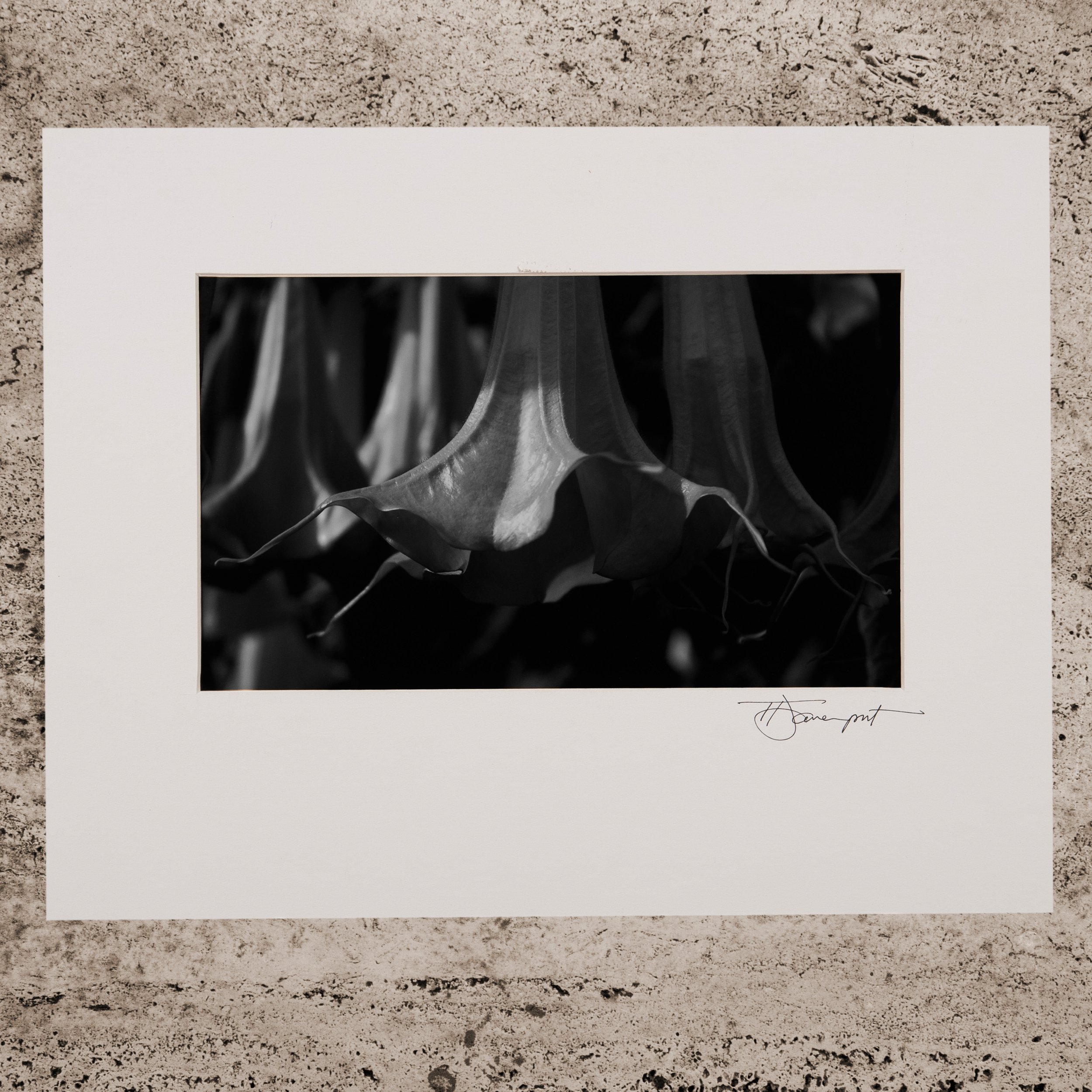 TrumpeteersBWWhtMat11x14 copy.jpg