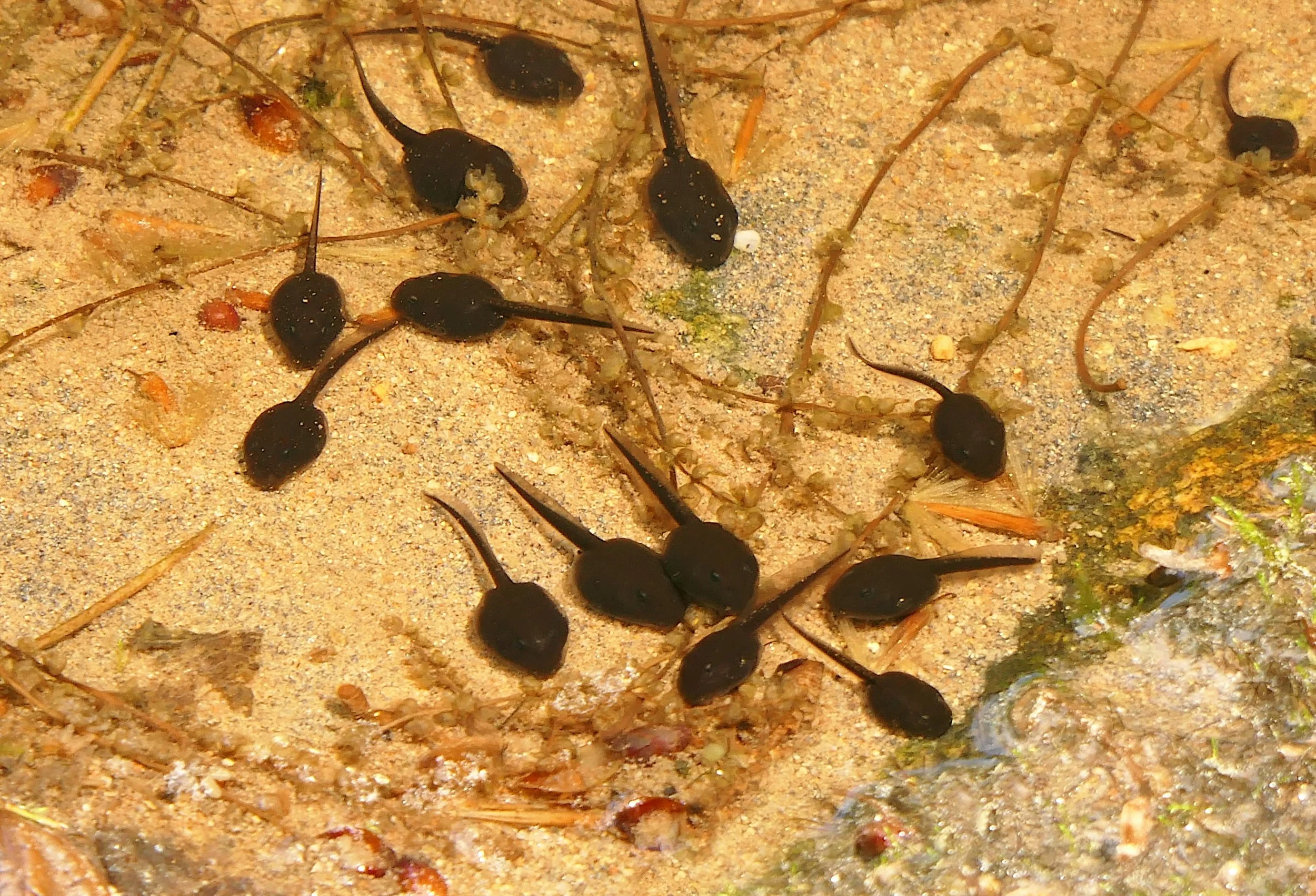Life Cycle