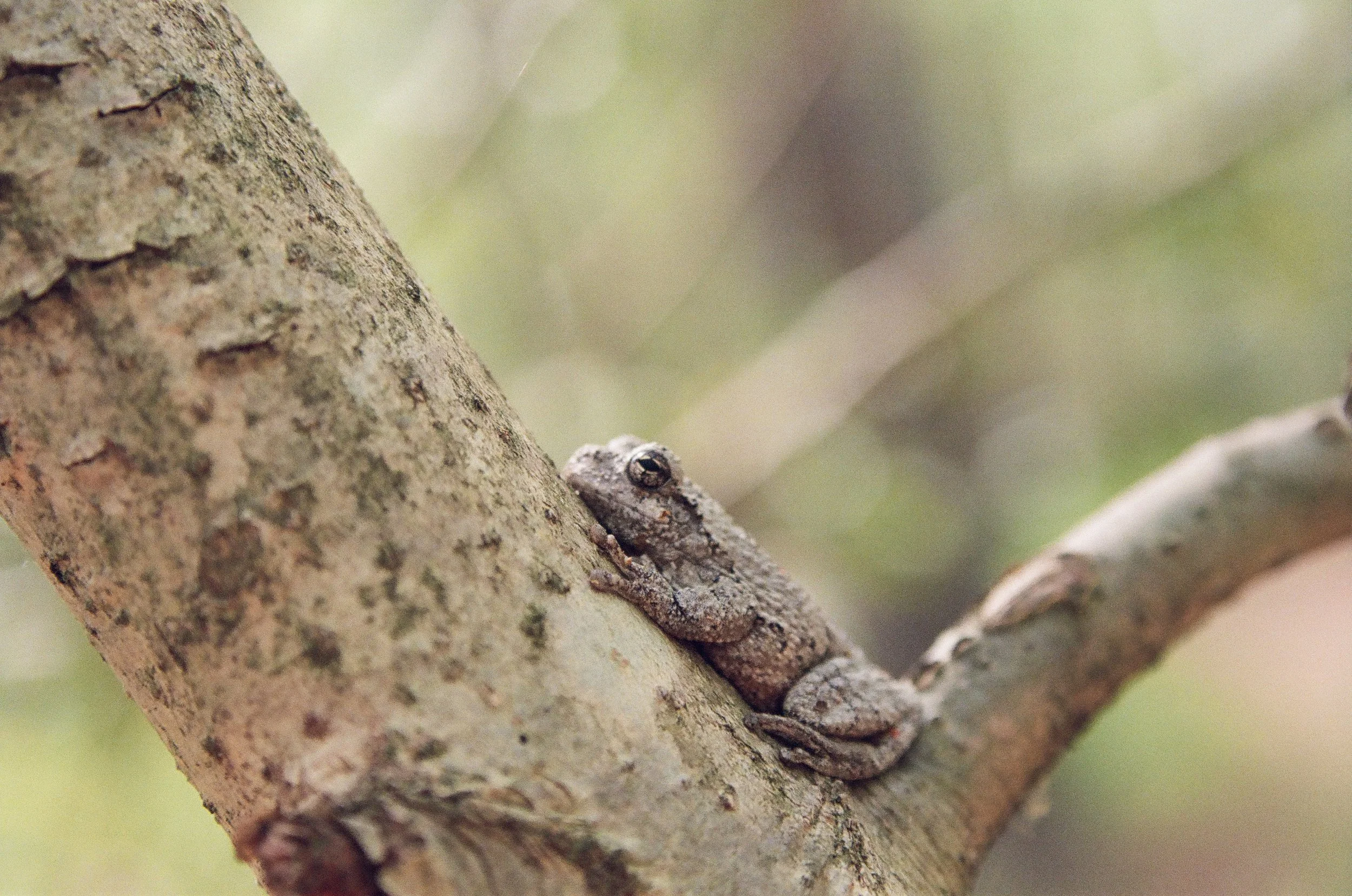 Understanding Gray Tree Frogs: From Treetops to Garden Paths