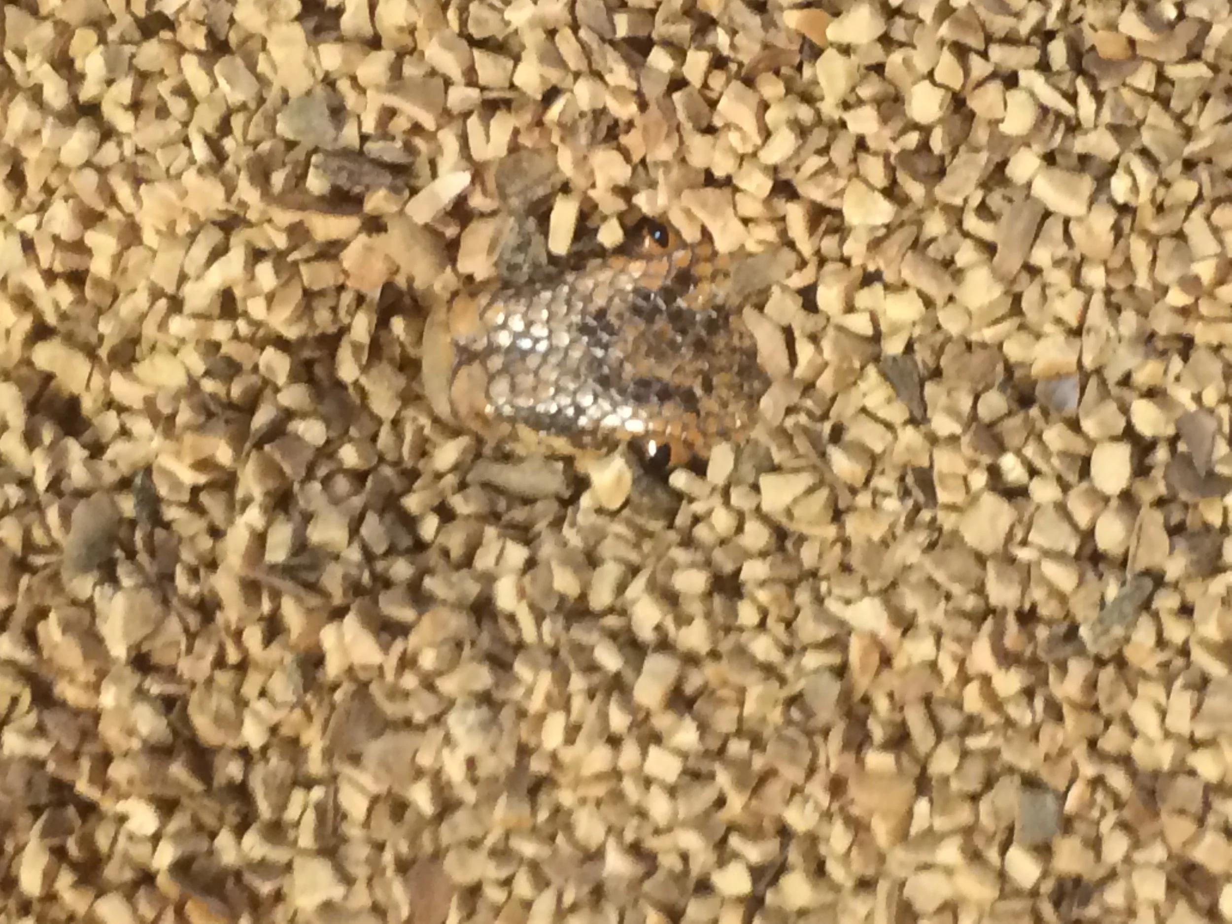 March: Confusing Camouflage (alternate “Not on the Menu”)