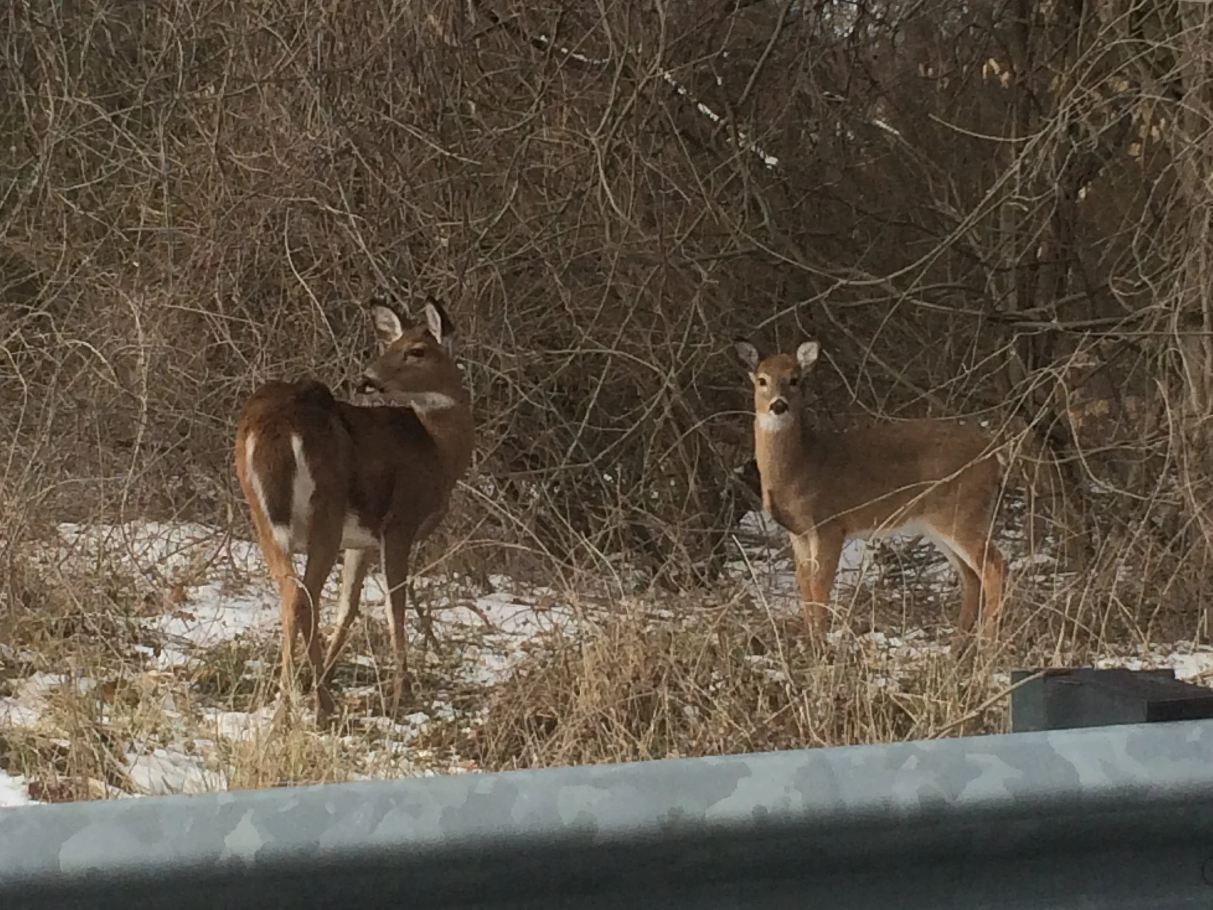 April: Not on the Menu (alternate “Confusing Camouflage”)