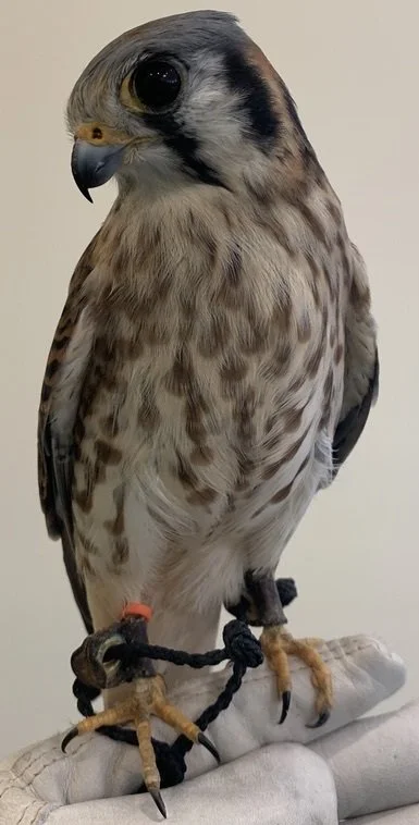 September: Animals of Nobility (alternate “Animals in Space”)