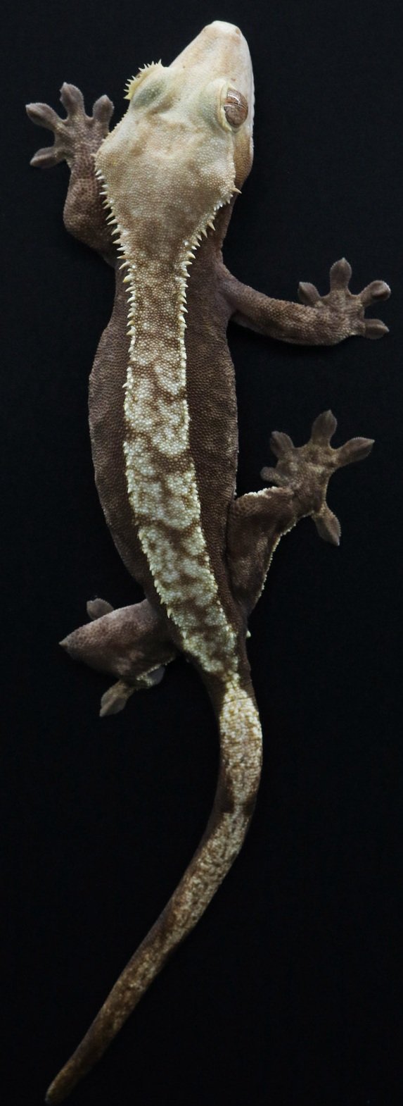 February: Footwear (alternate “Animal Alphabet”)