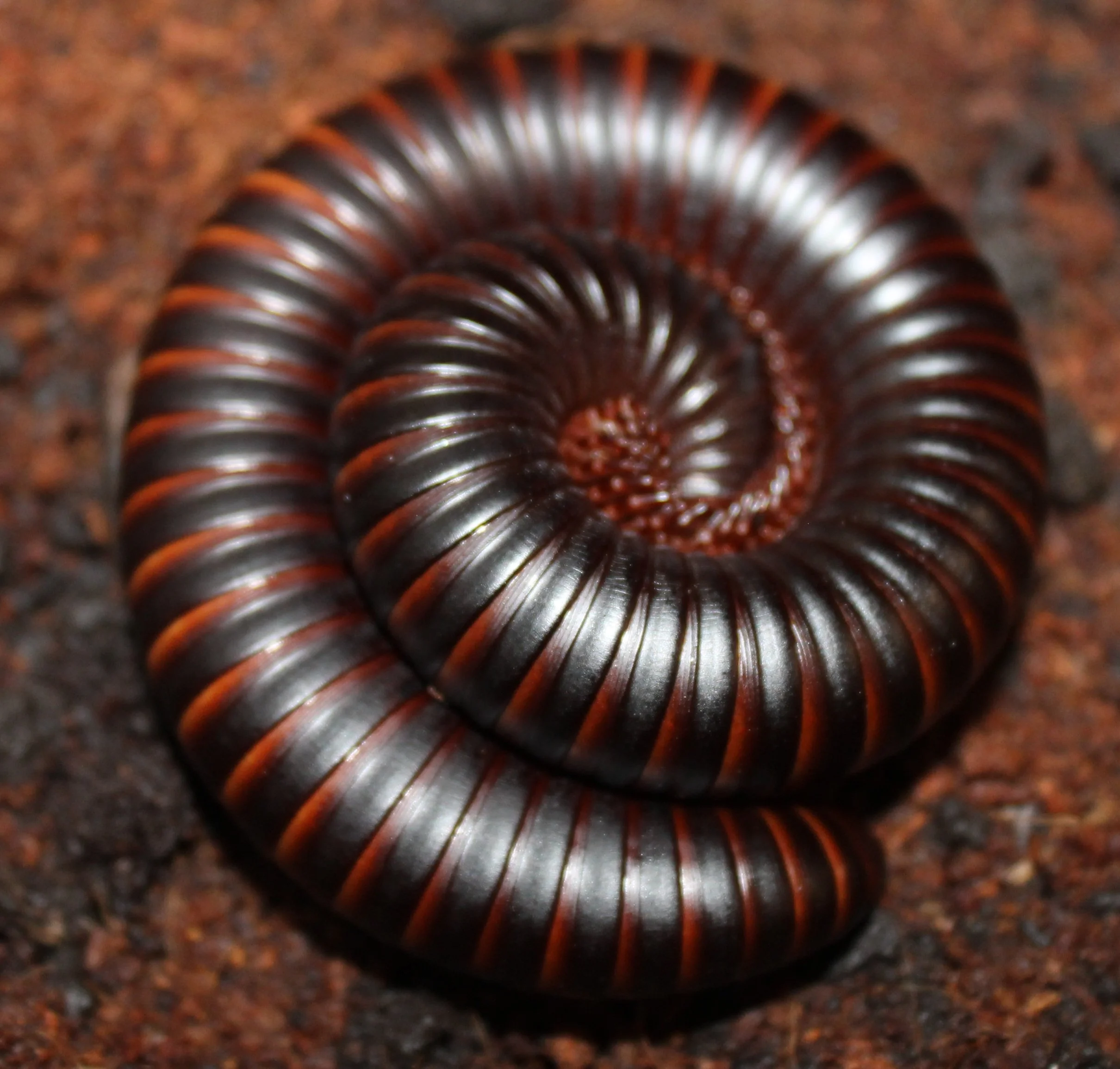 July: Going On a Bug Hunt (alternate Fairy Tale Animals”)&nbsp;