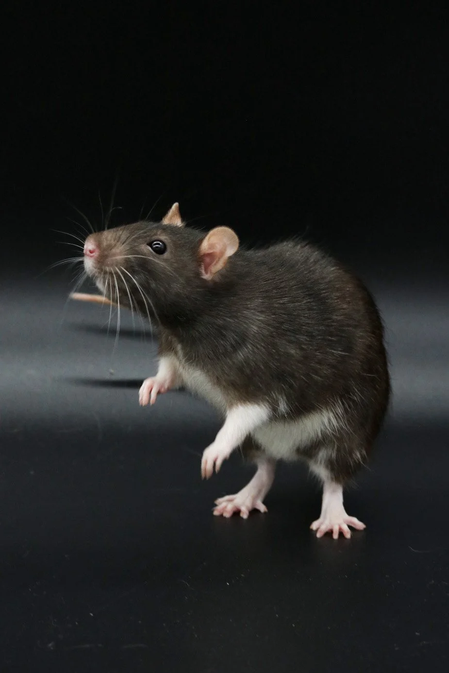 October: Animals in Space (alternate “Animals of Nobility”)