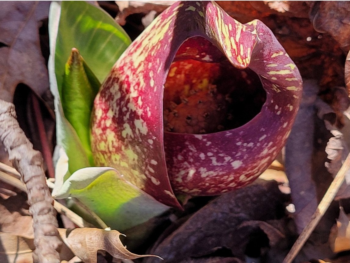 Skunk Cabbage: Nature’s Heated Welcome to Spring