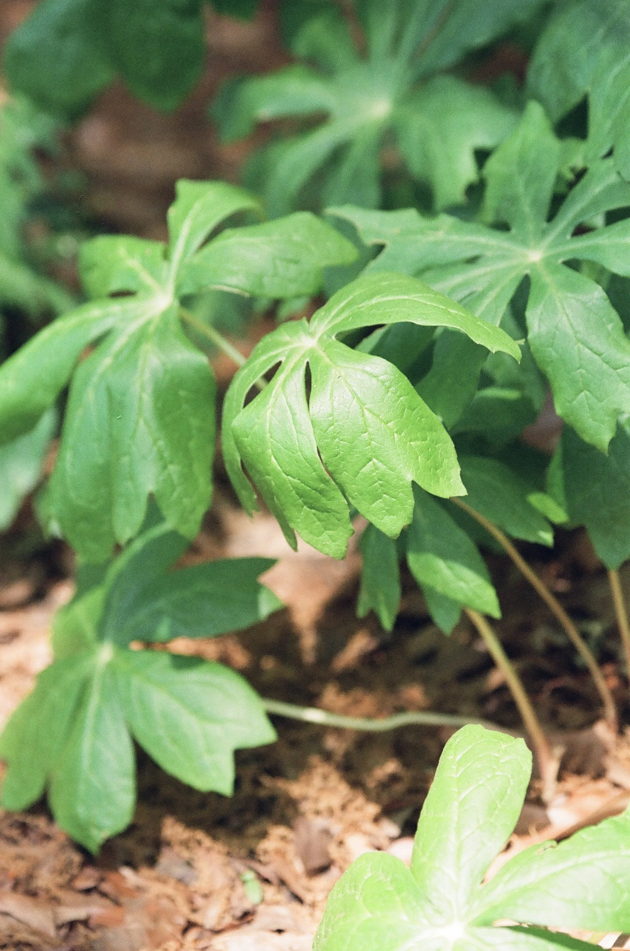 Maryland Native Plant- Mayapple