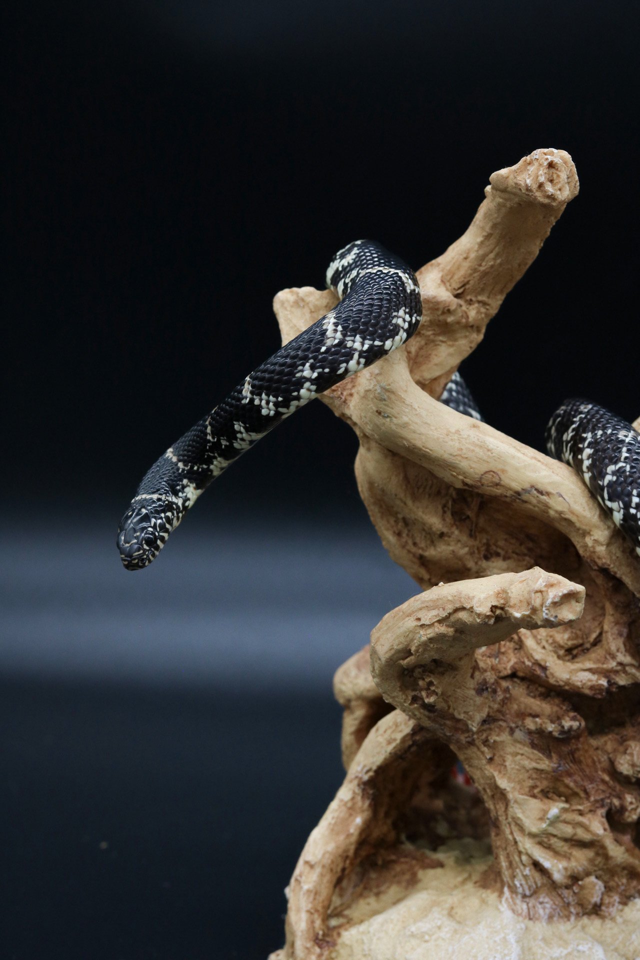 Name — Echoes of Nature Live Animals Education Maryland Conservation