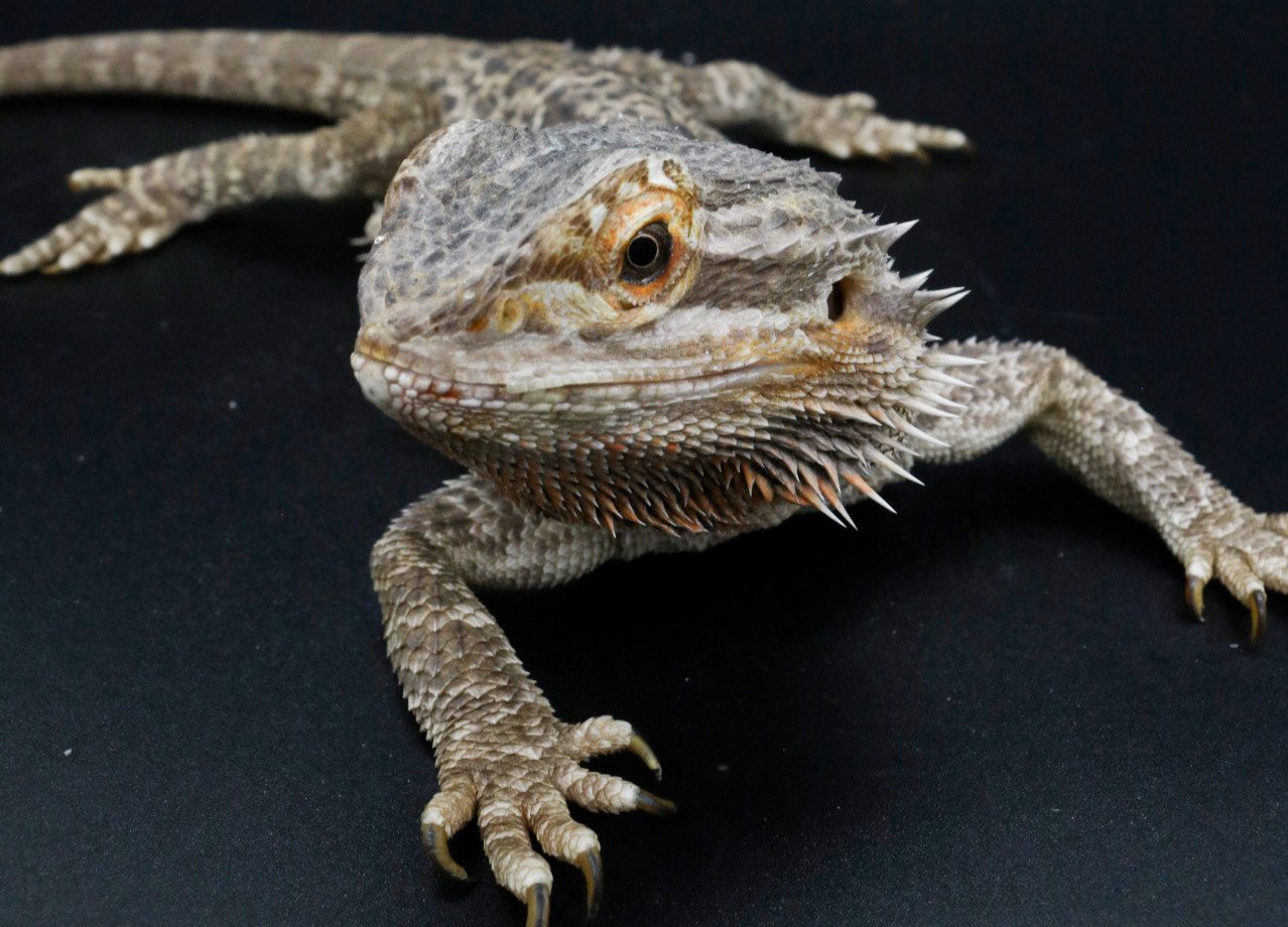 Meet Our Hottest Desert Dwellers! — Echoes of Nature Live Animals