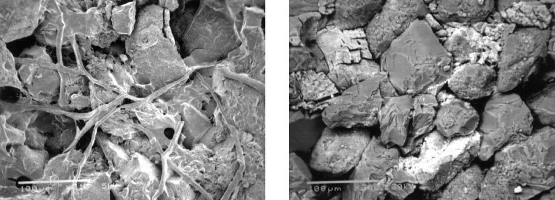 Microscopic comparison of sandstone core before and after cellulose polymer degradation using Hallux Energy’s Cellulase enzyme treatment.