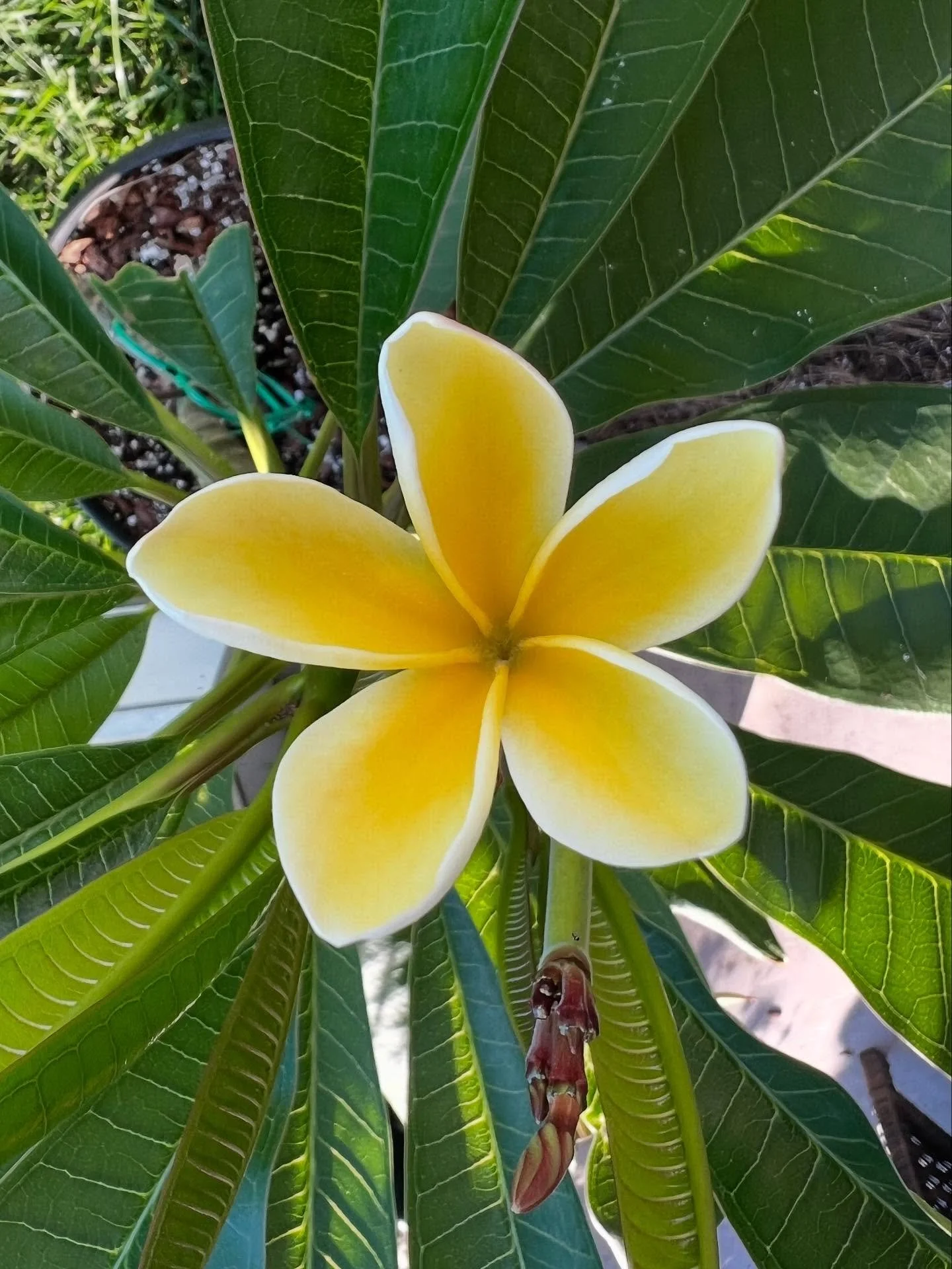 I inherited this plumeria a few years ago. She had given spectacular blooms for a couple of summers, but eventually grew too large and sick, and I had to cut her all the way back to sticks. Last spring, I attempted to root what I could but, most of h