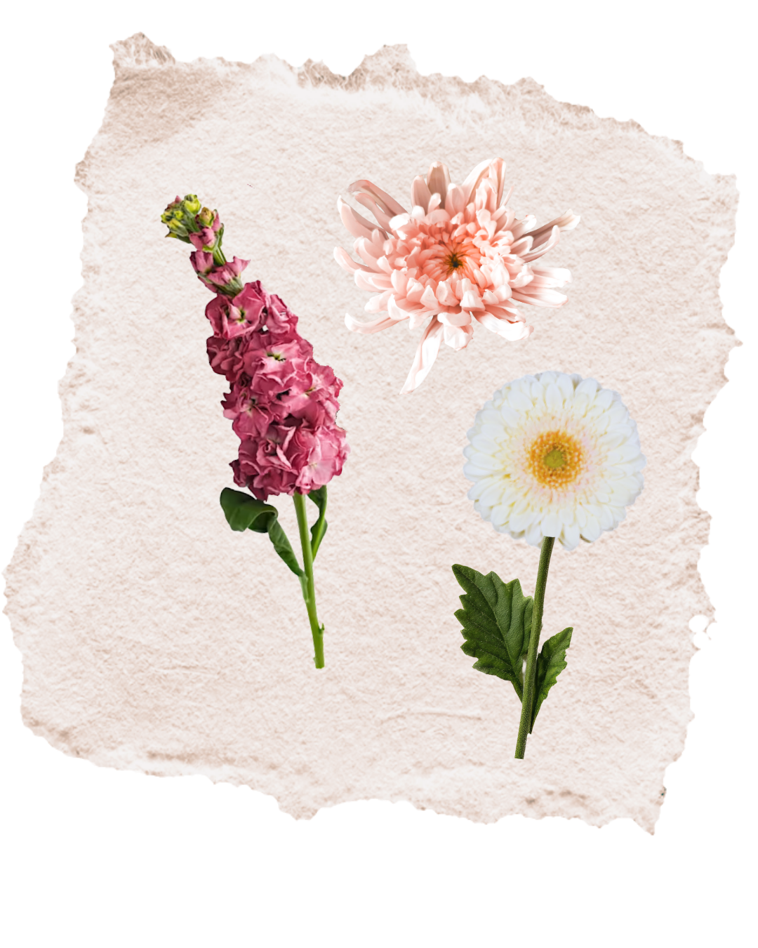 The Posy, Wrapped Bouquet