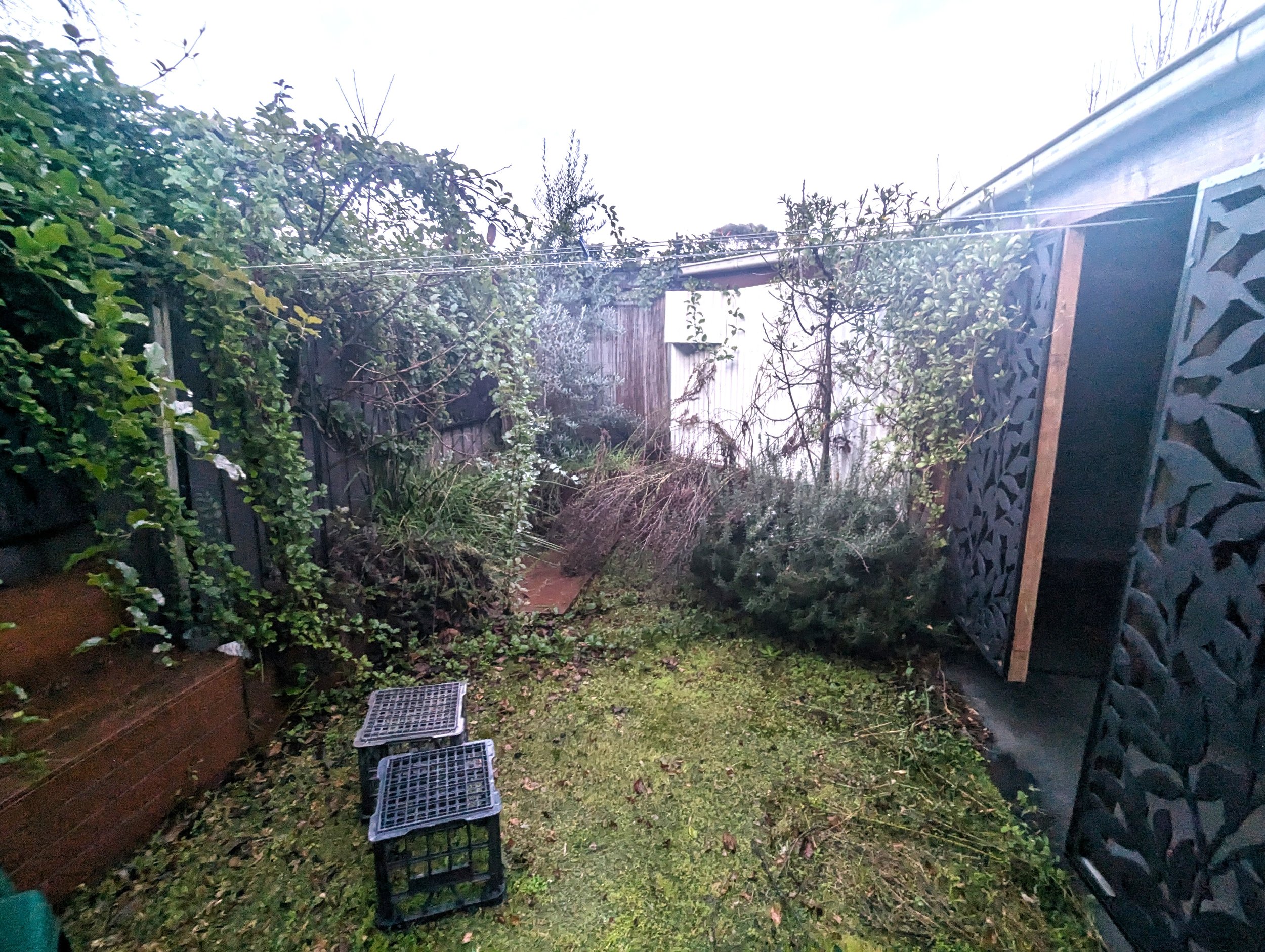 Back yard - before