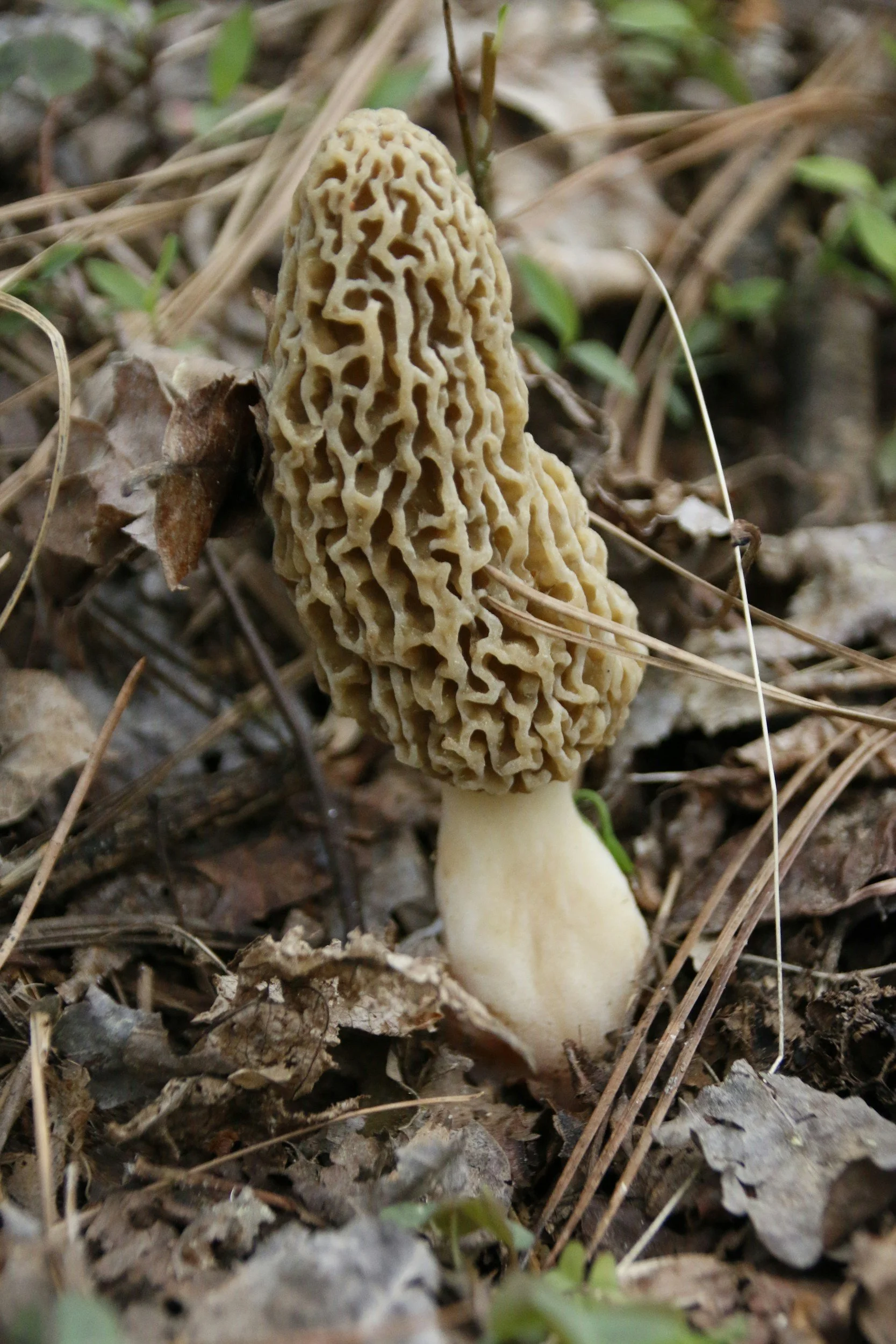 Oklahoma Morel Mushroom Foraging